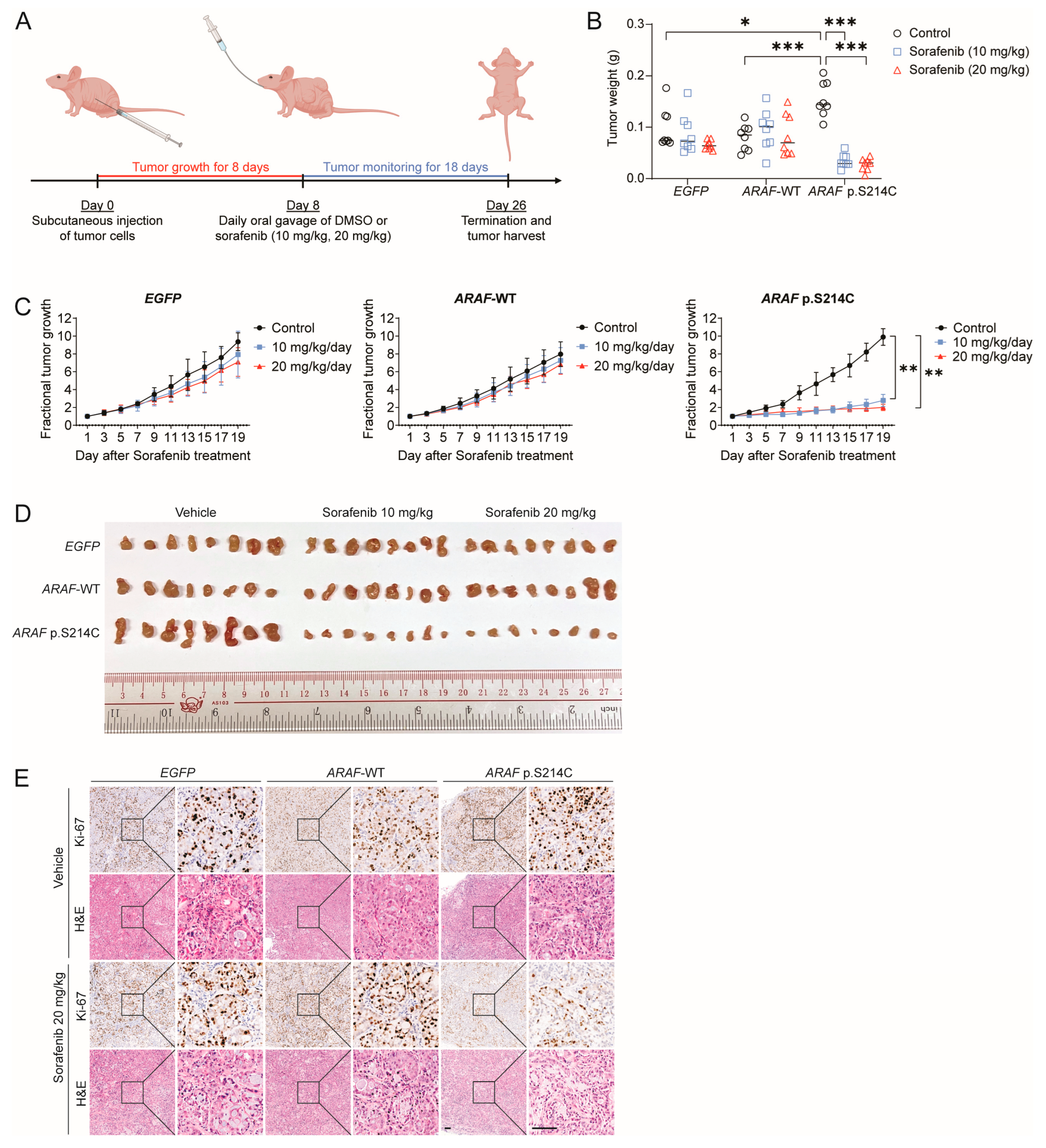 Cancers 17 02246 g004