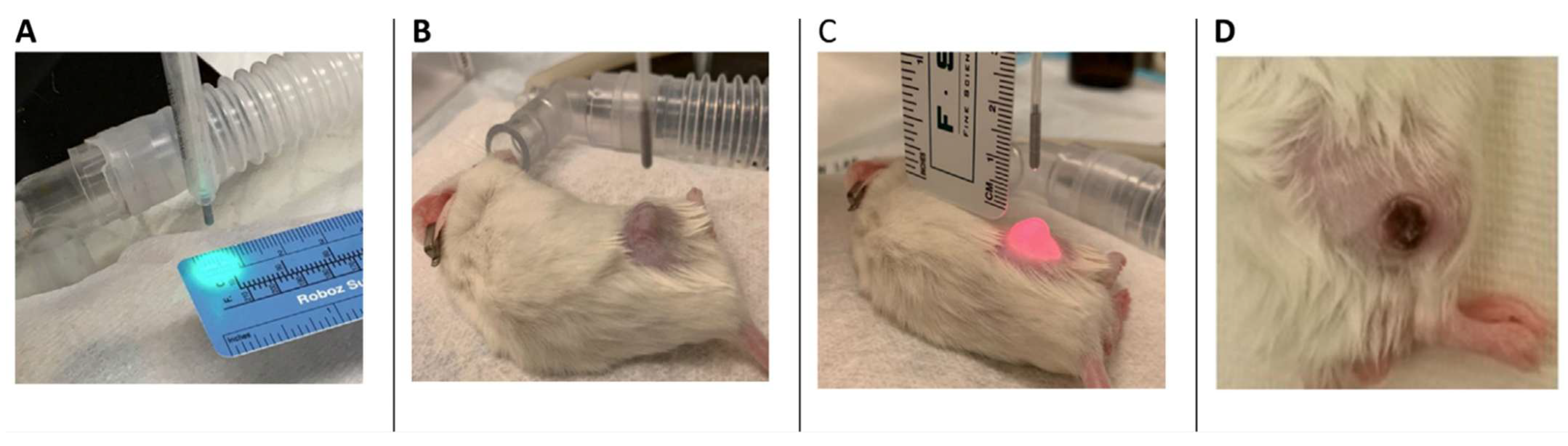 Cancers 17 02361 g001