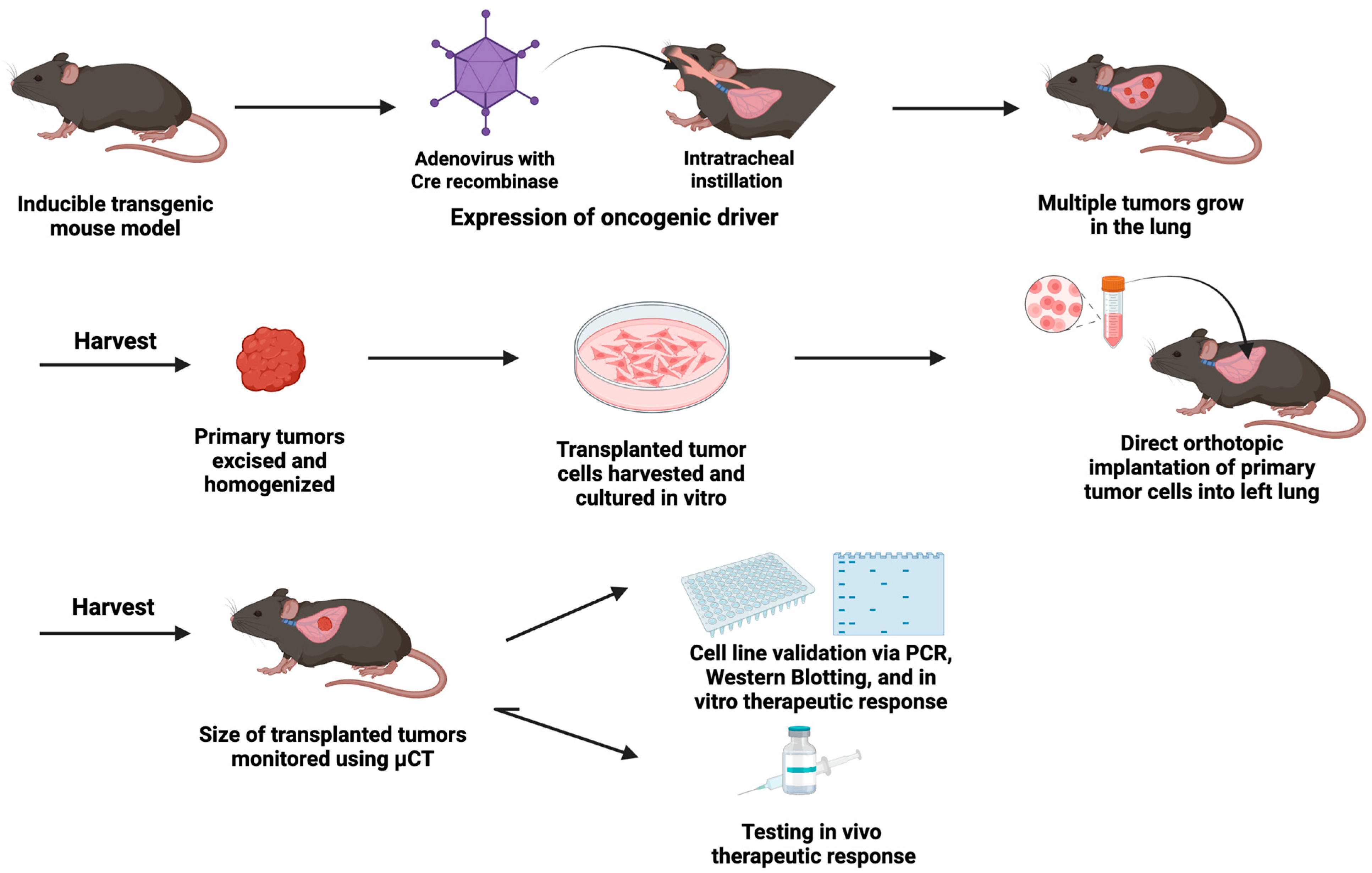 Cancers 17 02424 g001