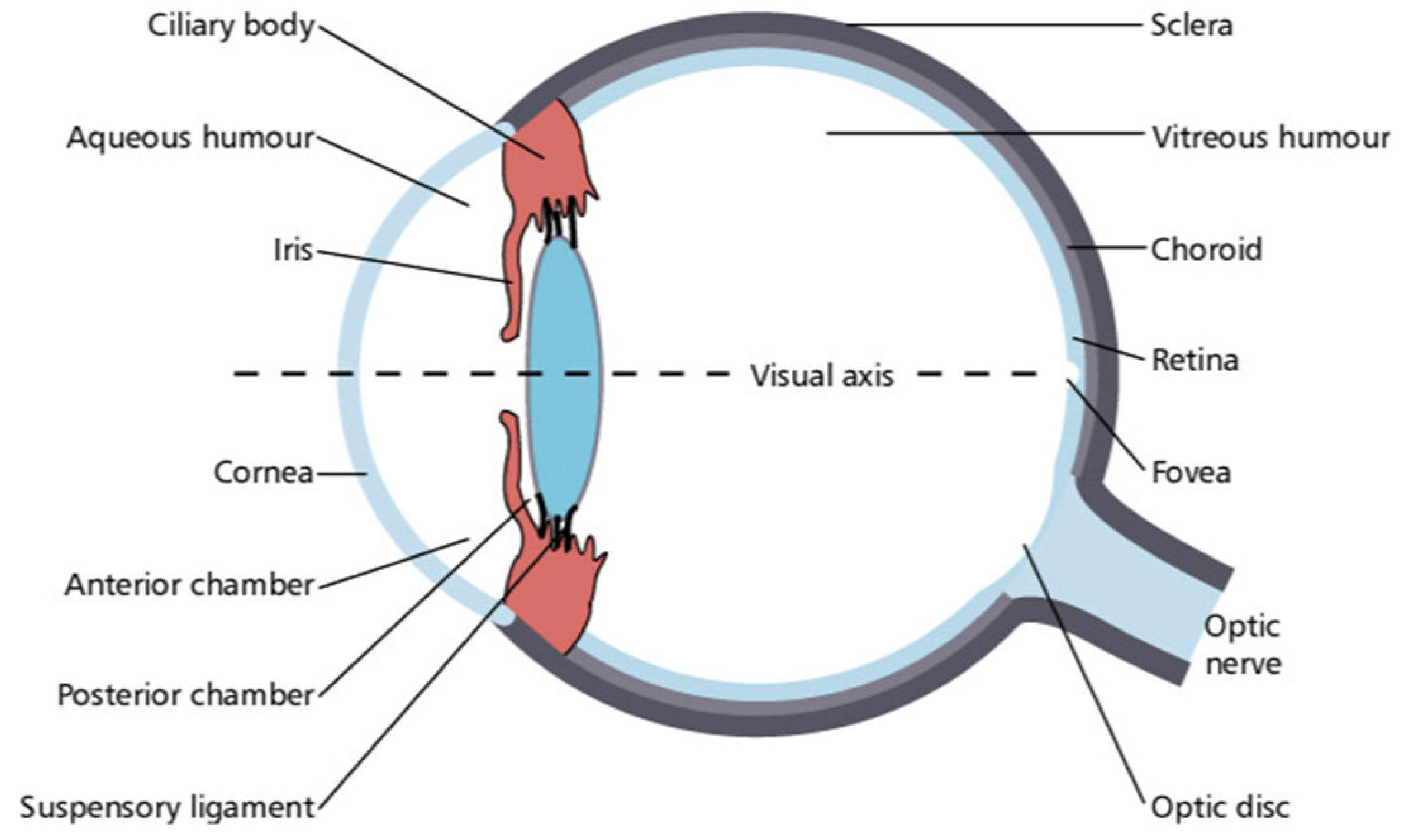 Cancers 17 02605 g001