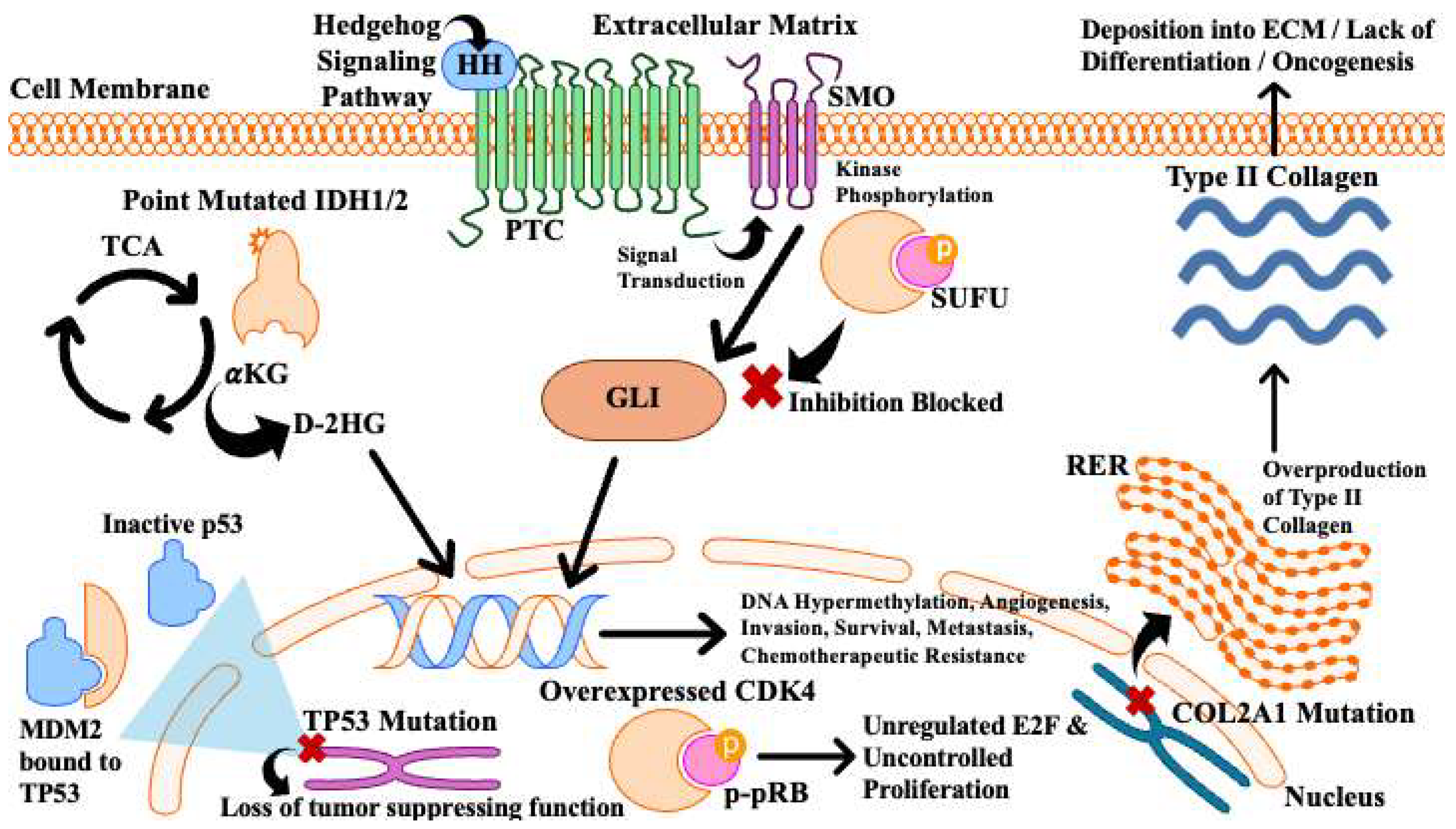 Cancers 17 02689 g001