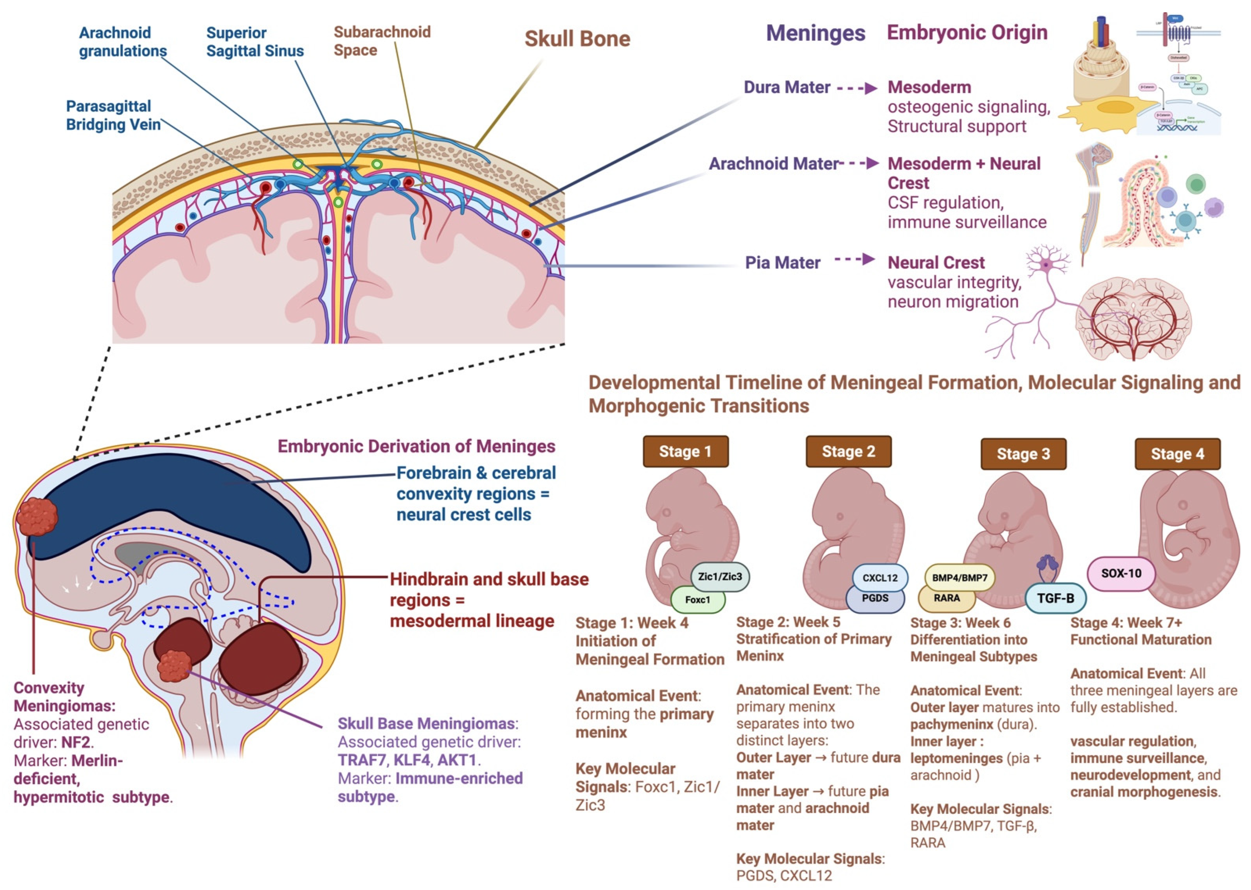 Cancers 17 02694 g002