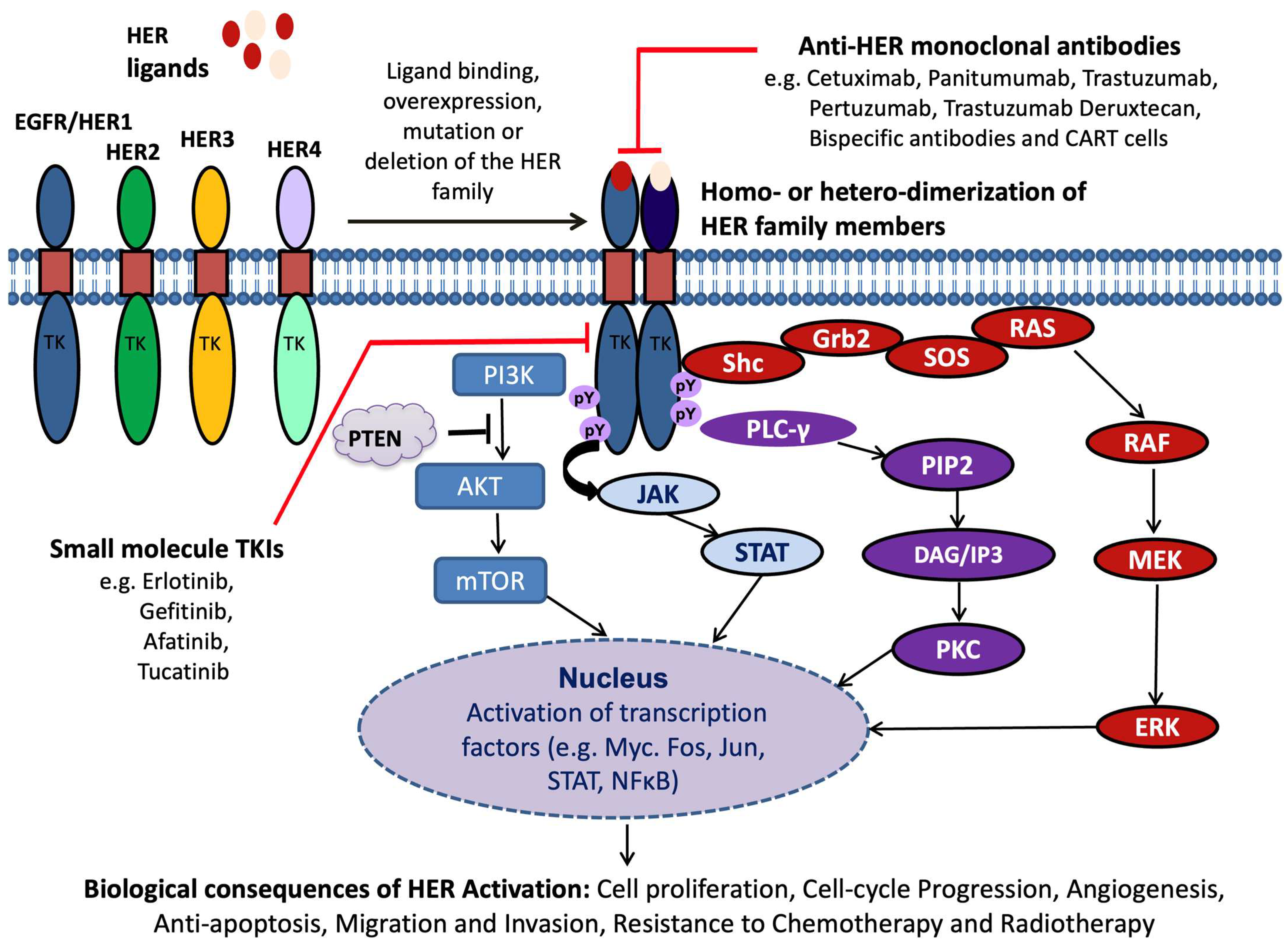Cancers 17 02810 g001