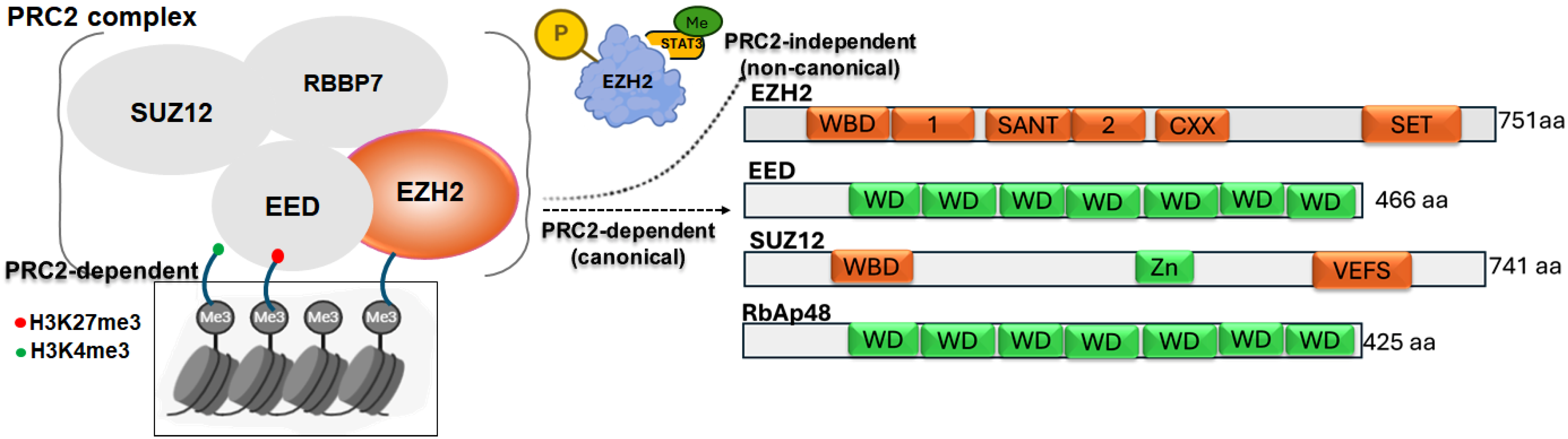 Cancers 17 03111 g001 Cancers 17 03111 g001