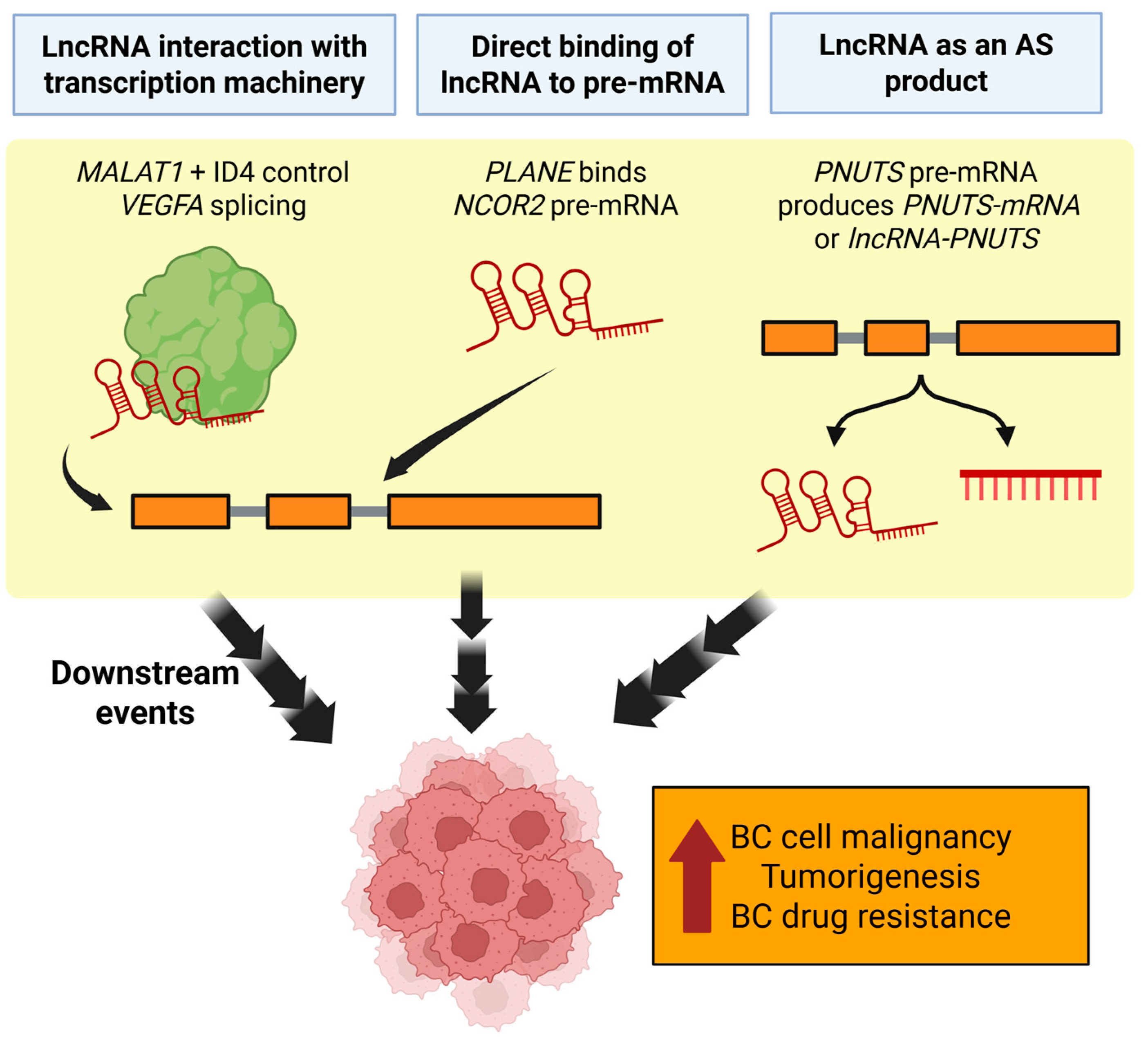 Cancers 17 03191 g001 Cancers 17 03191 g001