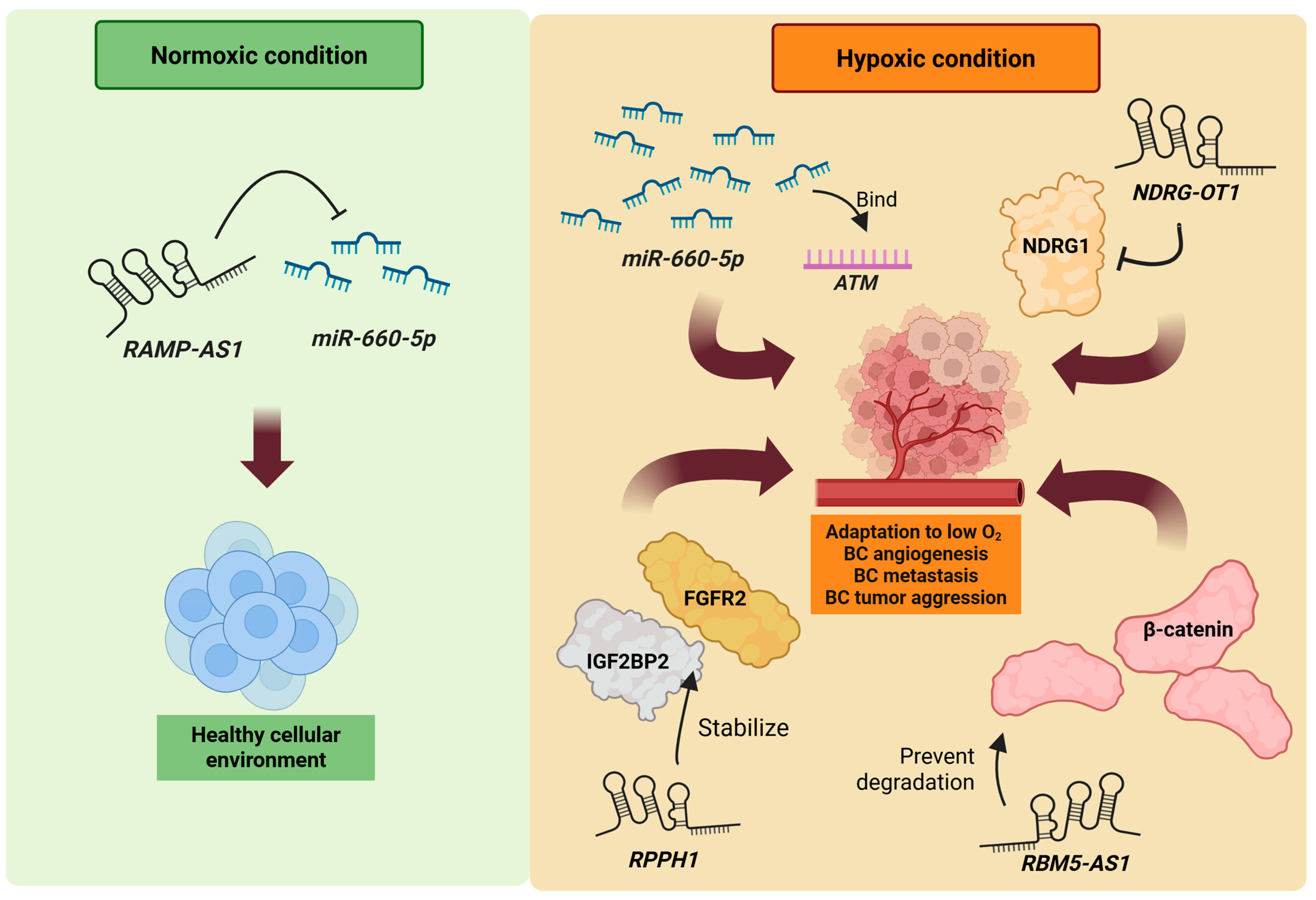 Cancers 17 03191 g003 Cancers 17 03191 g003