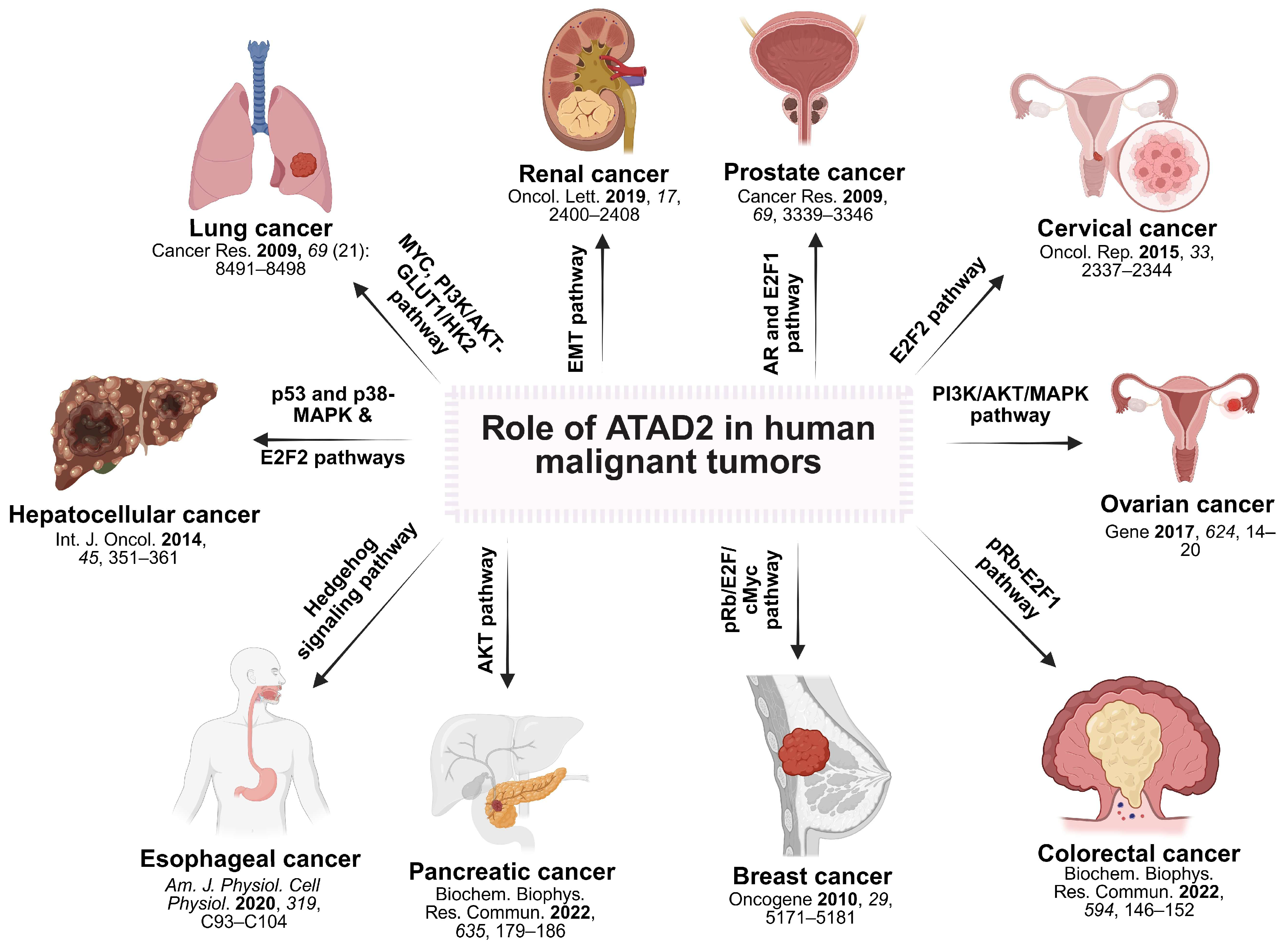Cancers 17 03337 g005 Cancers 17 03337 g005