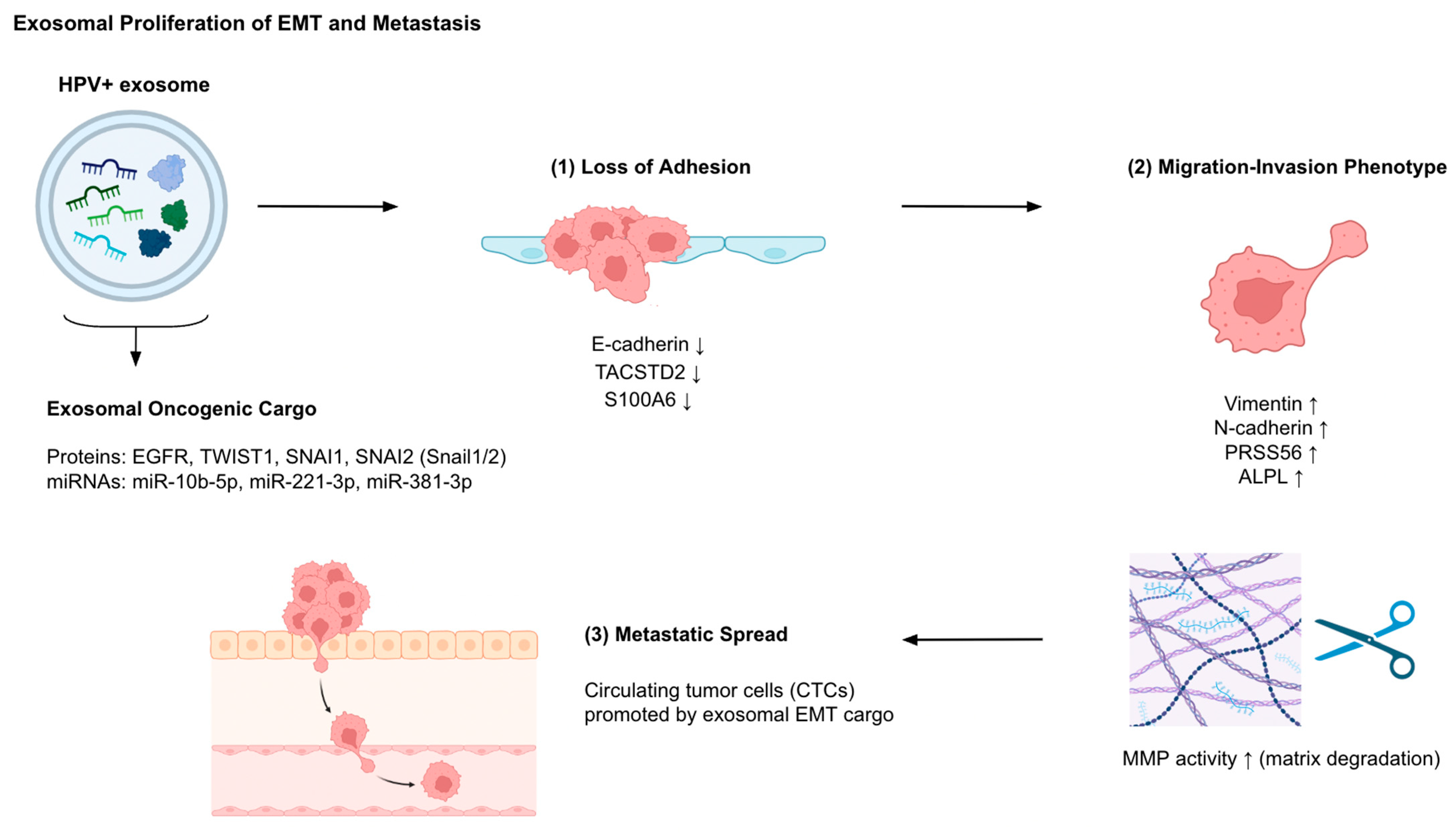Cancers 17 03386 g002 Cancers 17 03386 g002