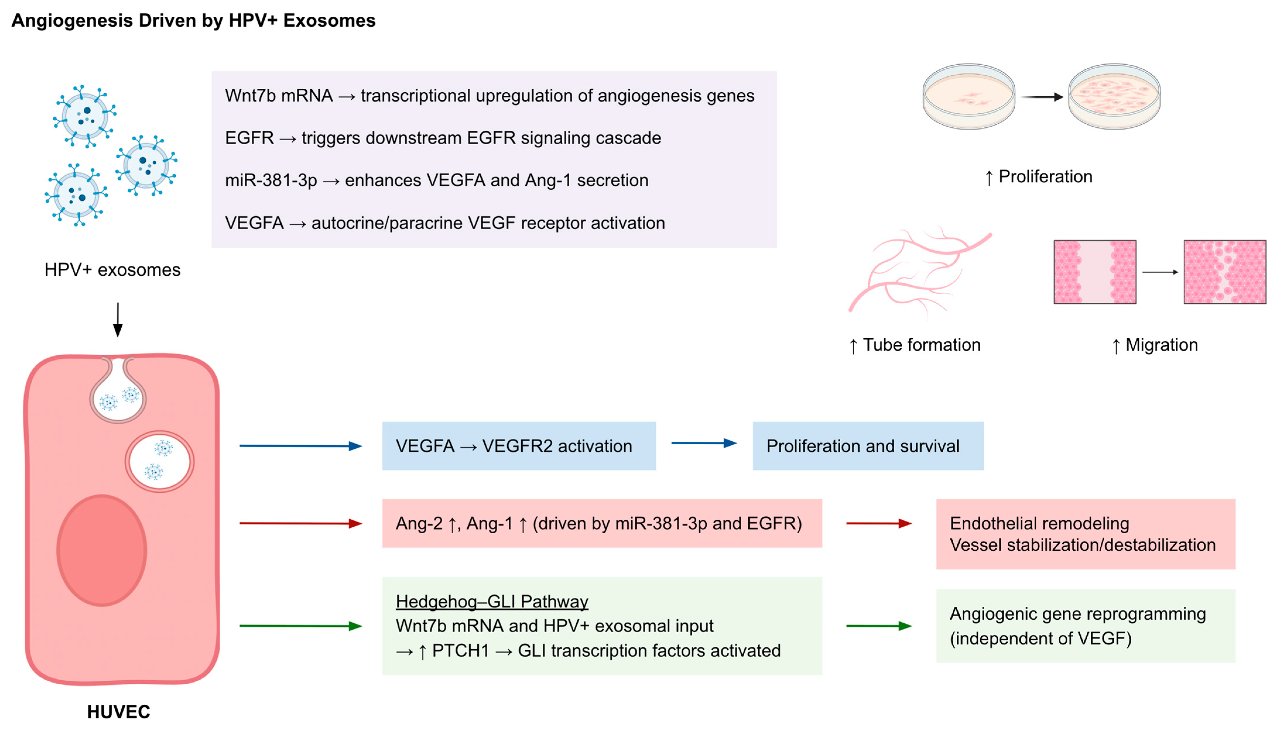 Cancers 17 03386 g003 Cancers 17 03386 g003