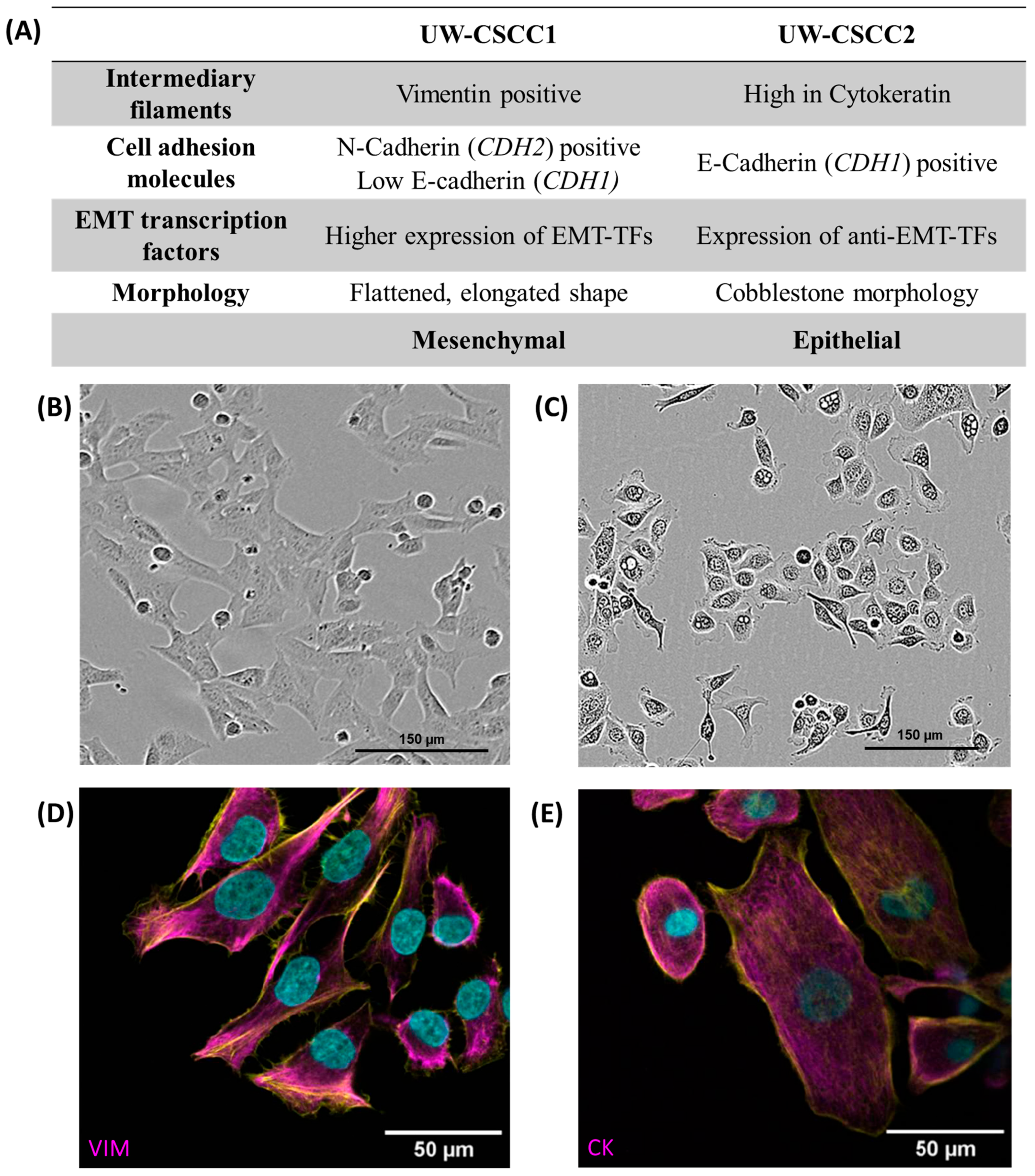 Cancers 17 03399 g001 Cancers 17 03399 g001