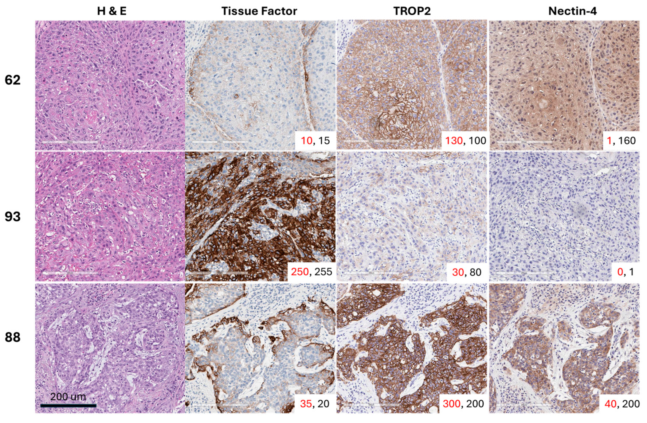 Cancers 17 03410 g001