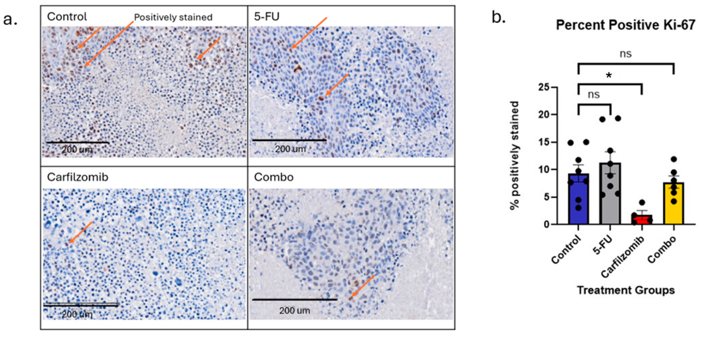Cancers 17 03420 g007 Cancers 17 03420 g007