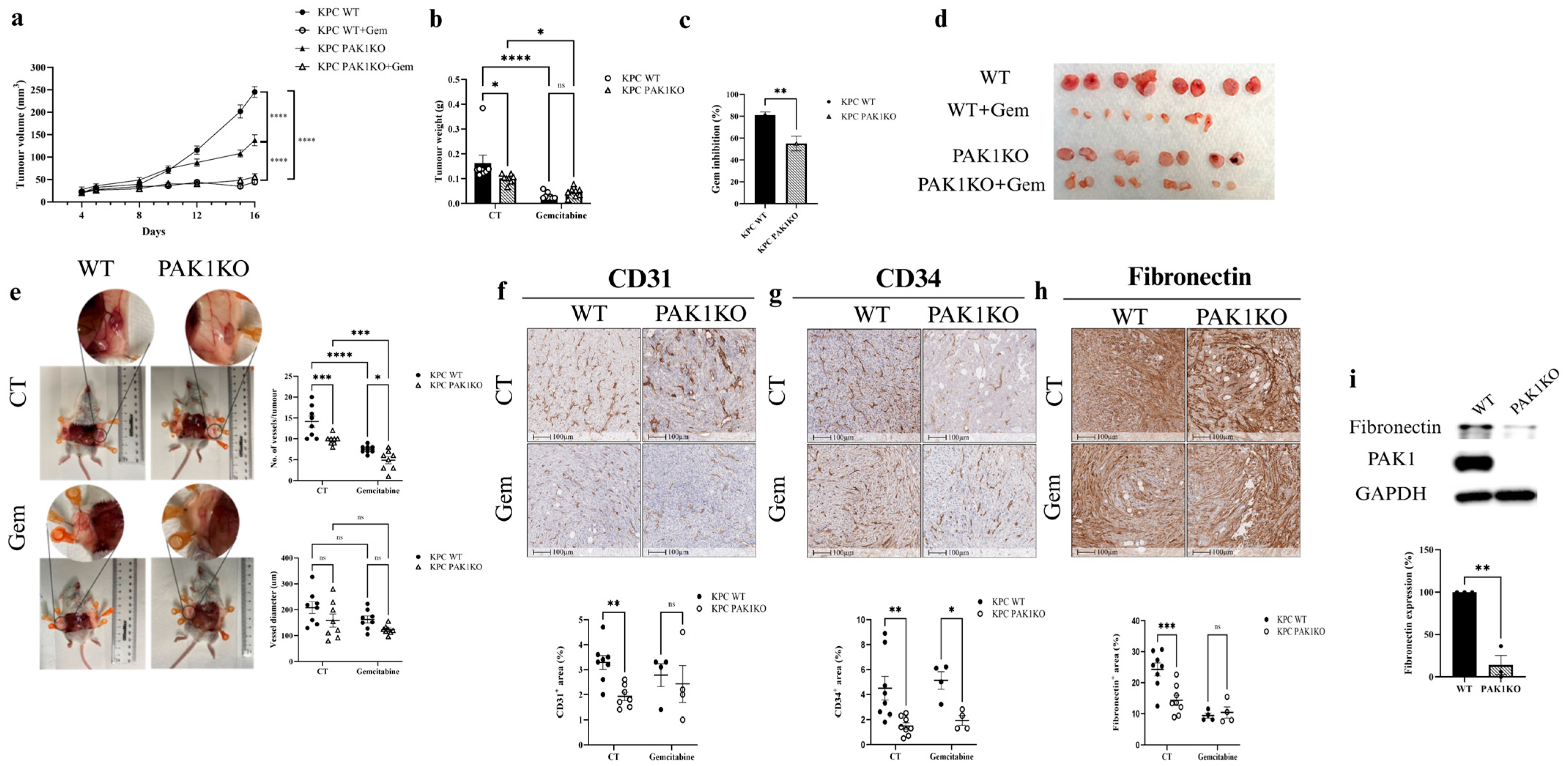 Cancers 17 03434 g001