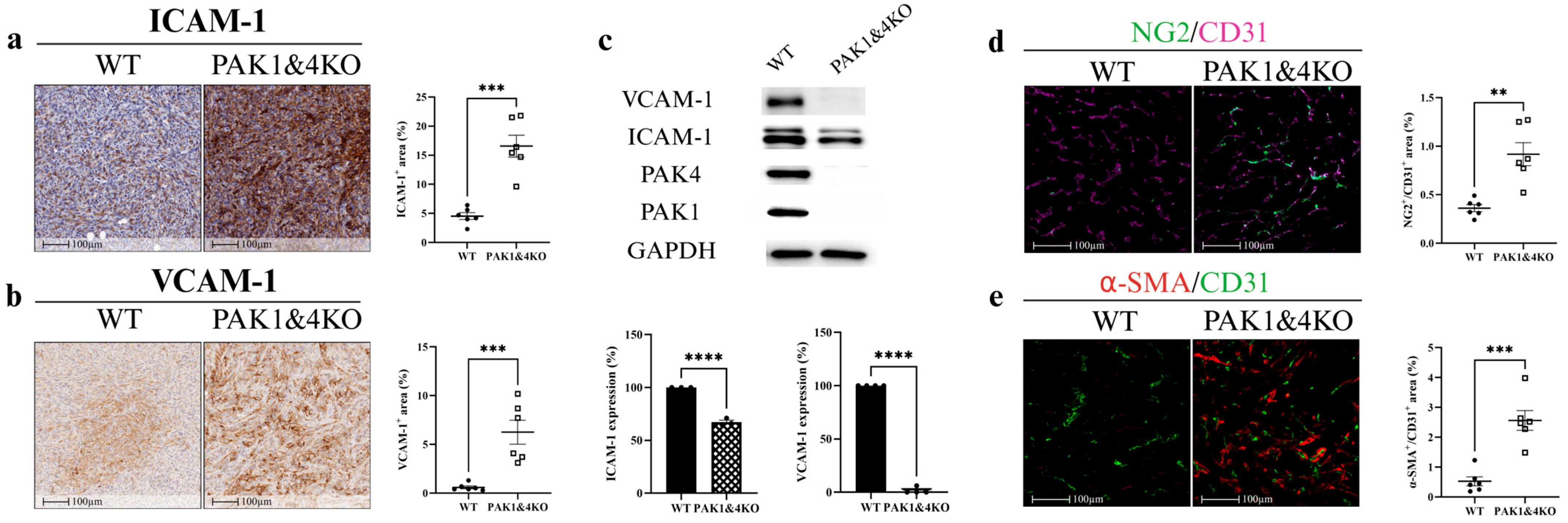 Cancers 17 03434 g006