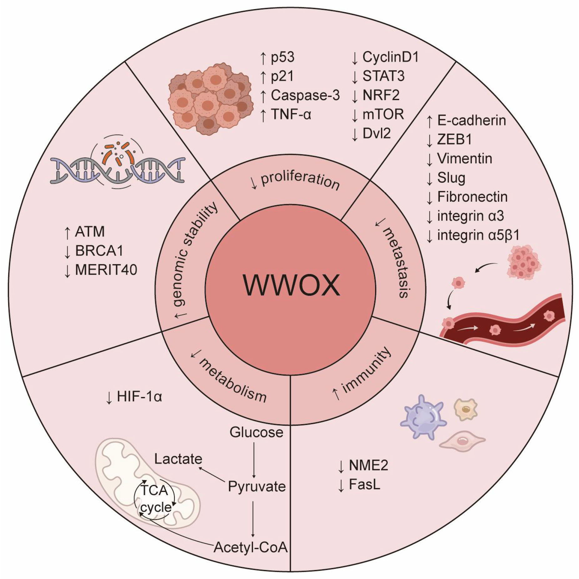 Cancers 17 03435 g002