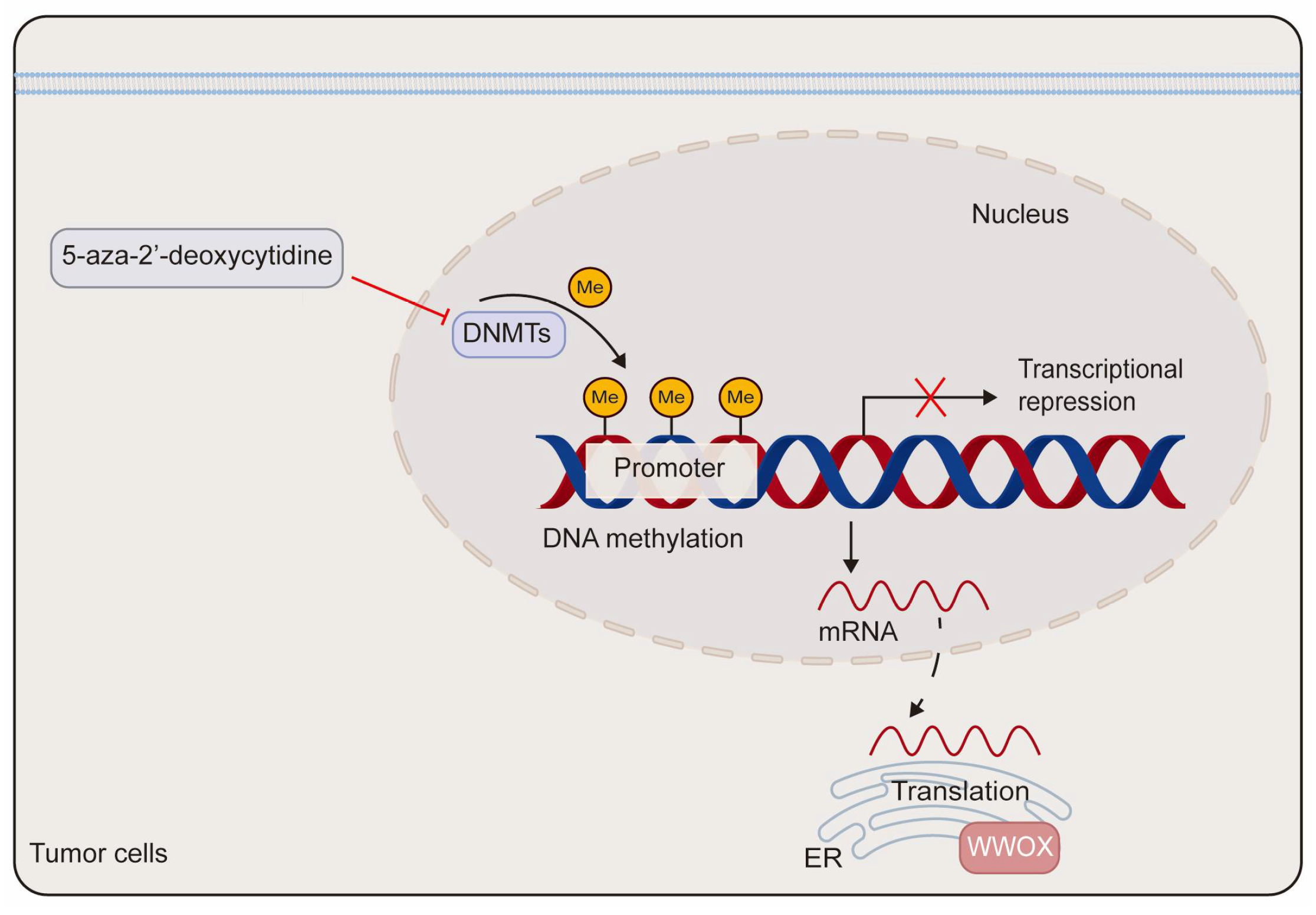 Cancers 17 03435 g003