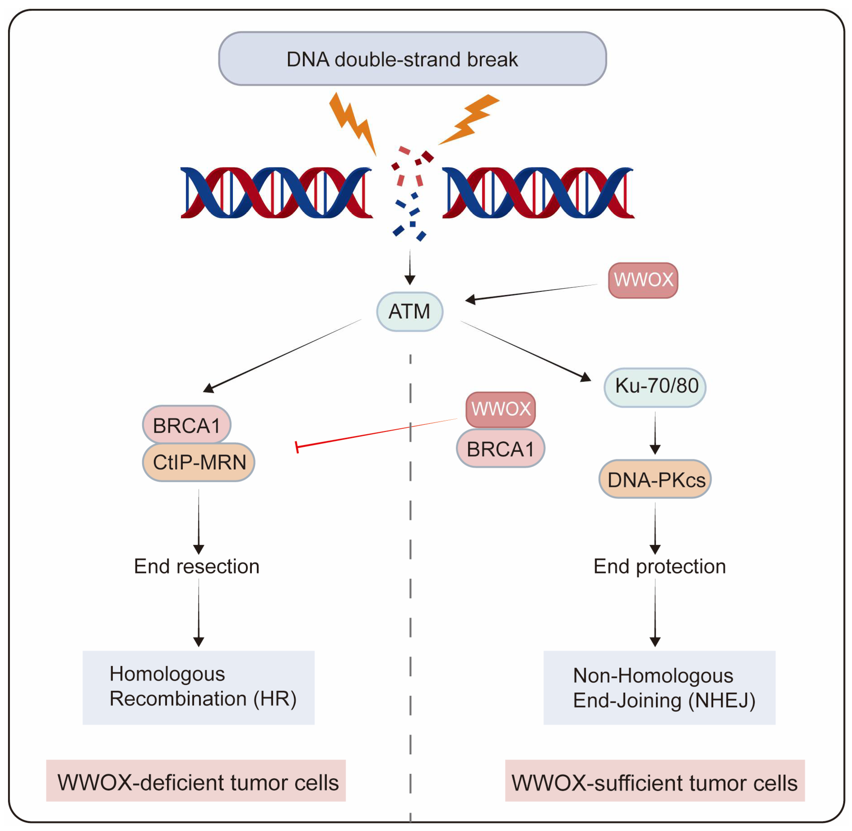 Cancers 17 03435 g004