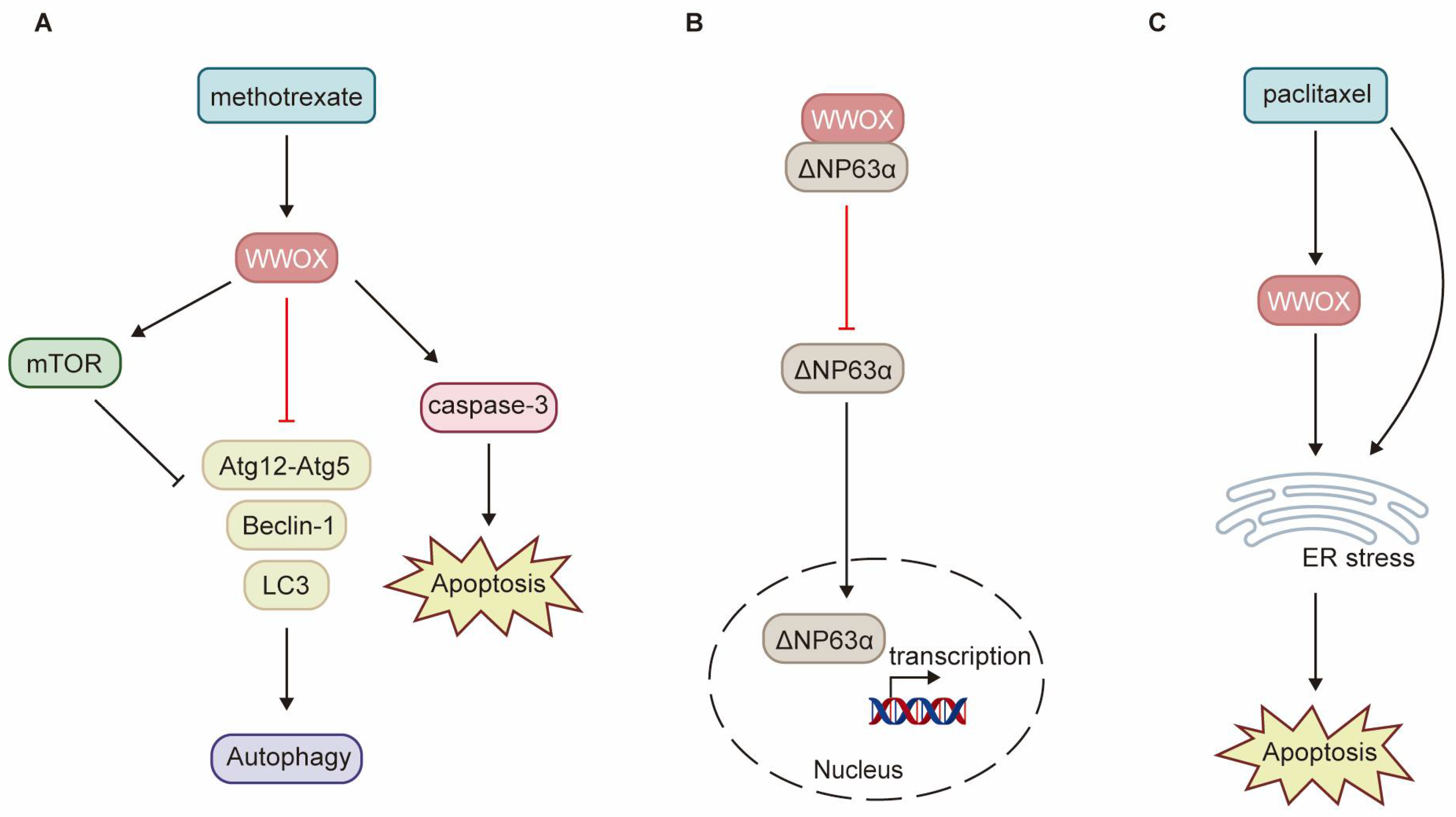 Cancers 17 03435 g005