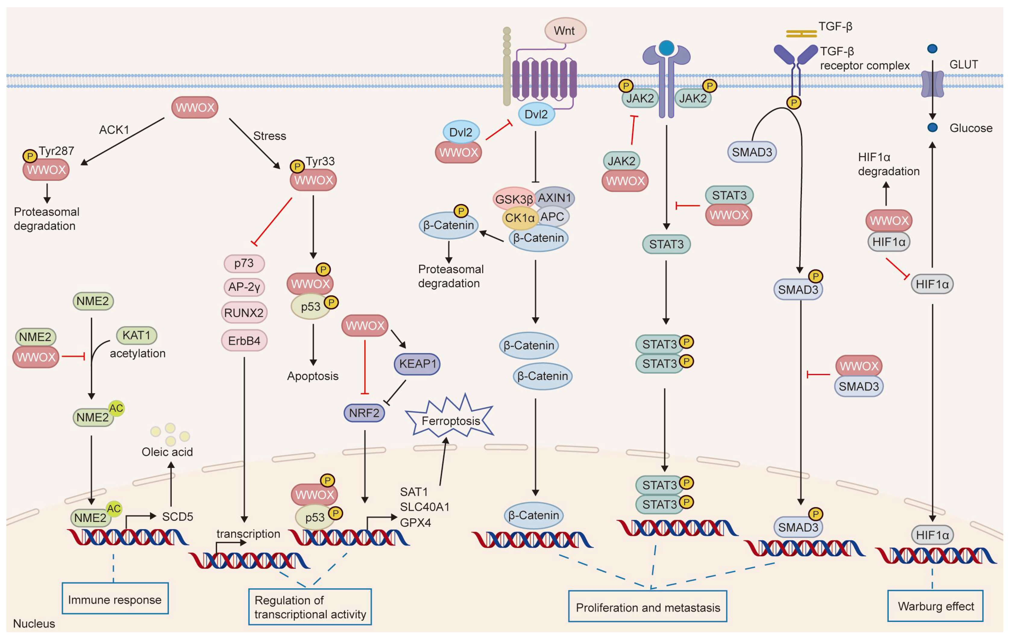 Cancers 17 03435 g006