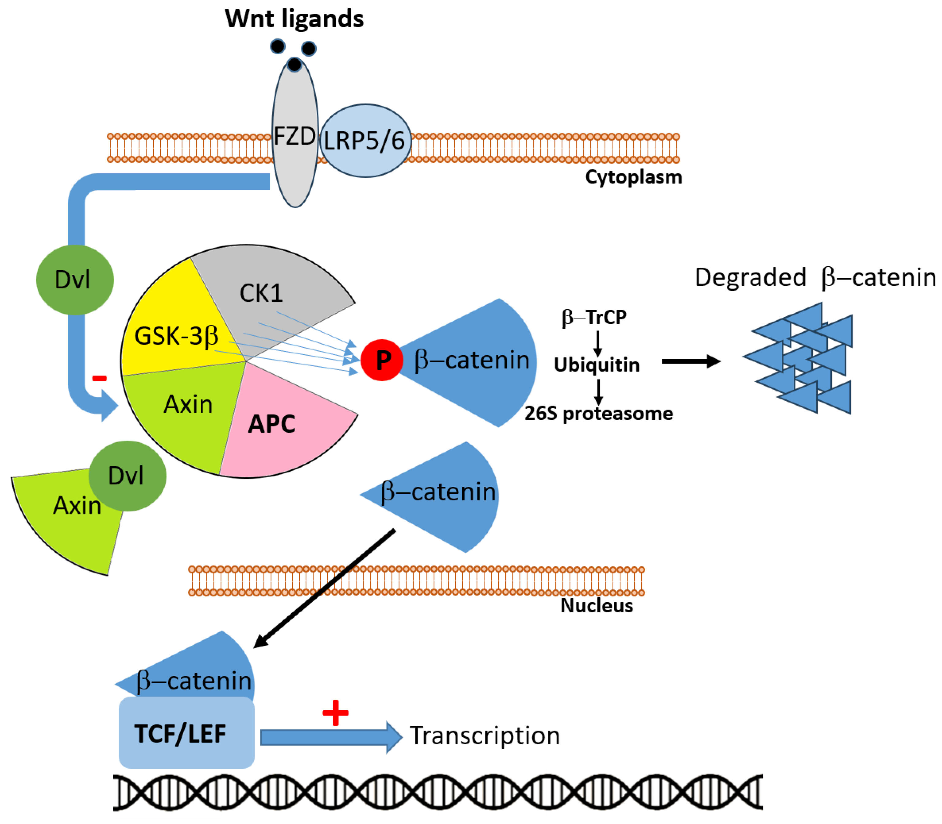 Cancers 17 03438 g002