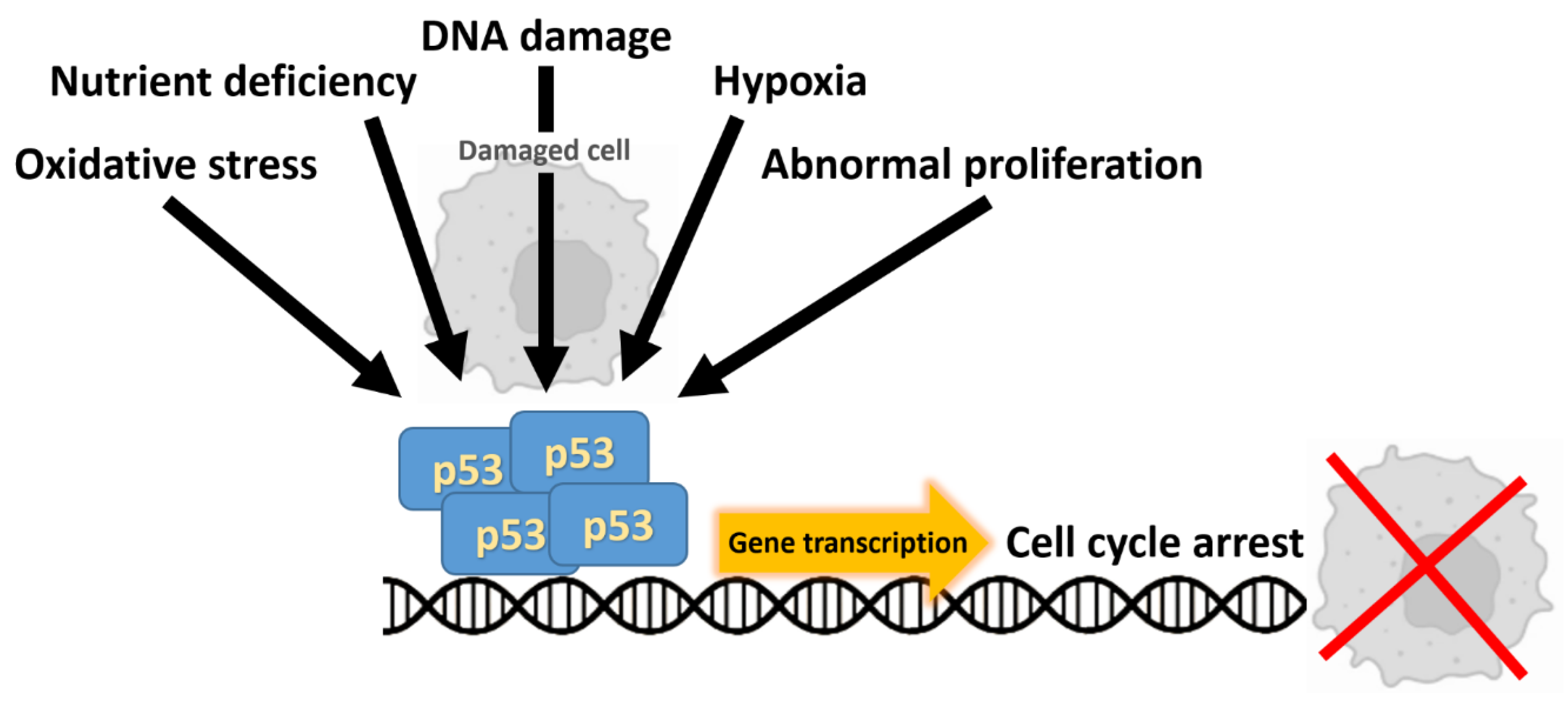 Cancers 17 03438 g003