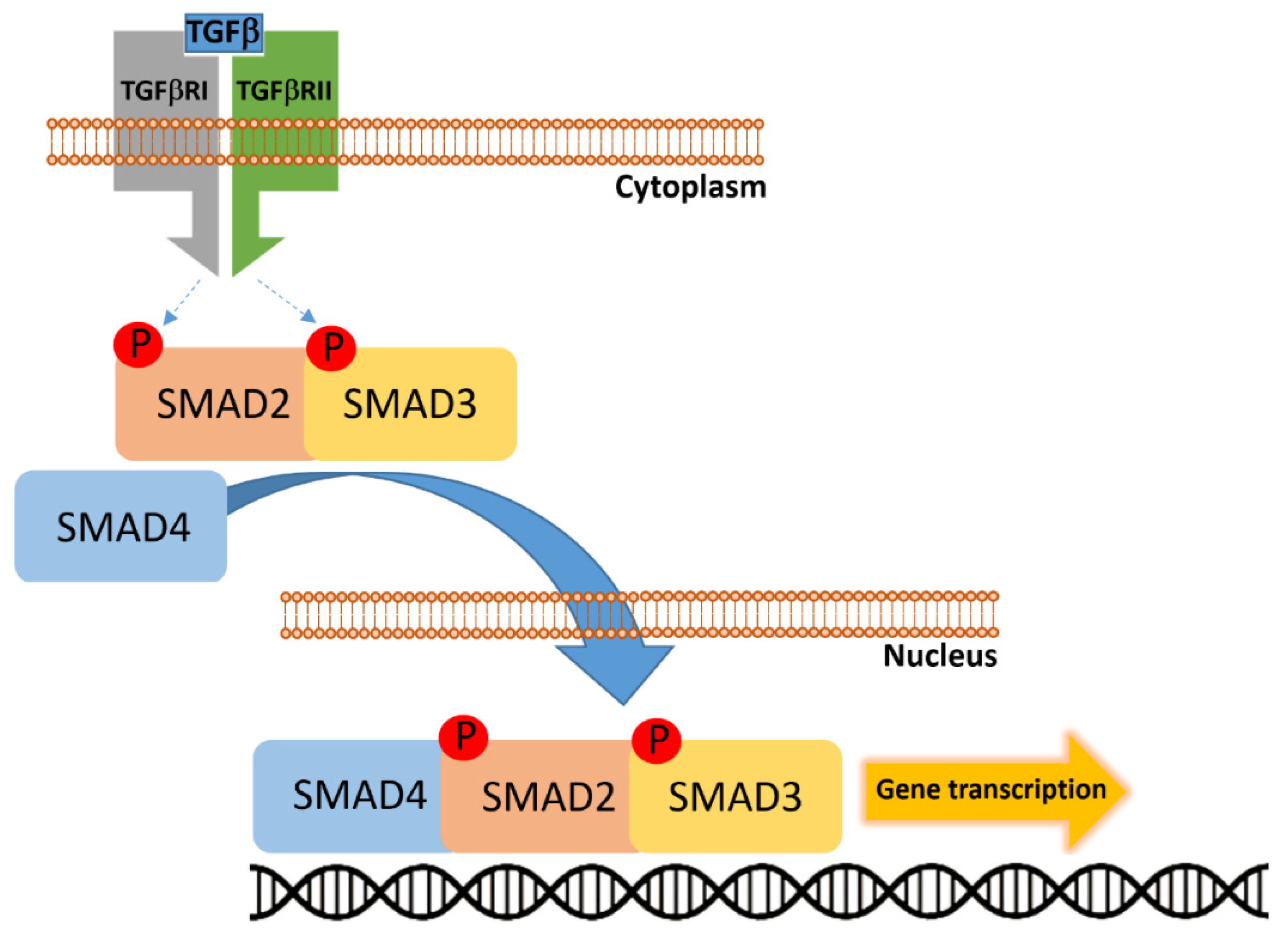 Cancers 17 03438 g005
