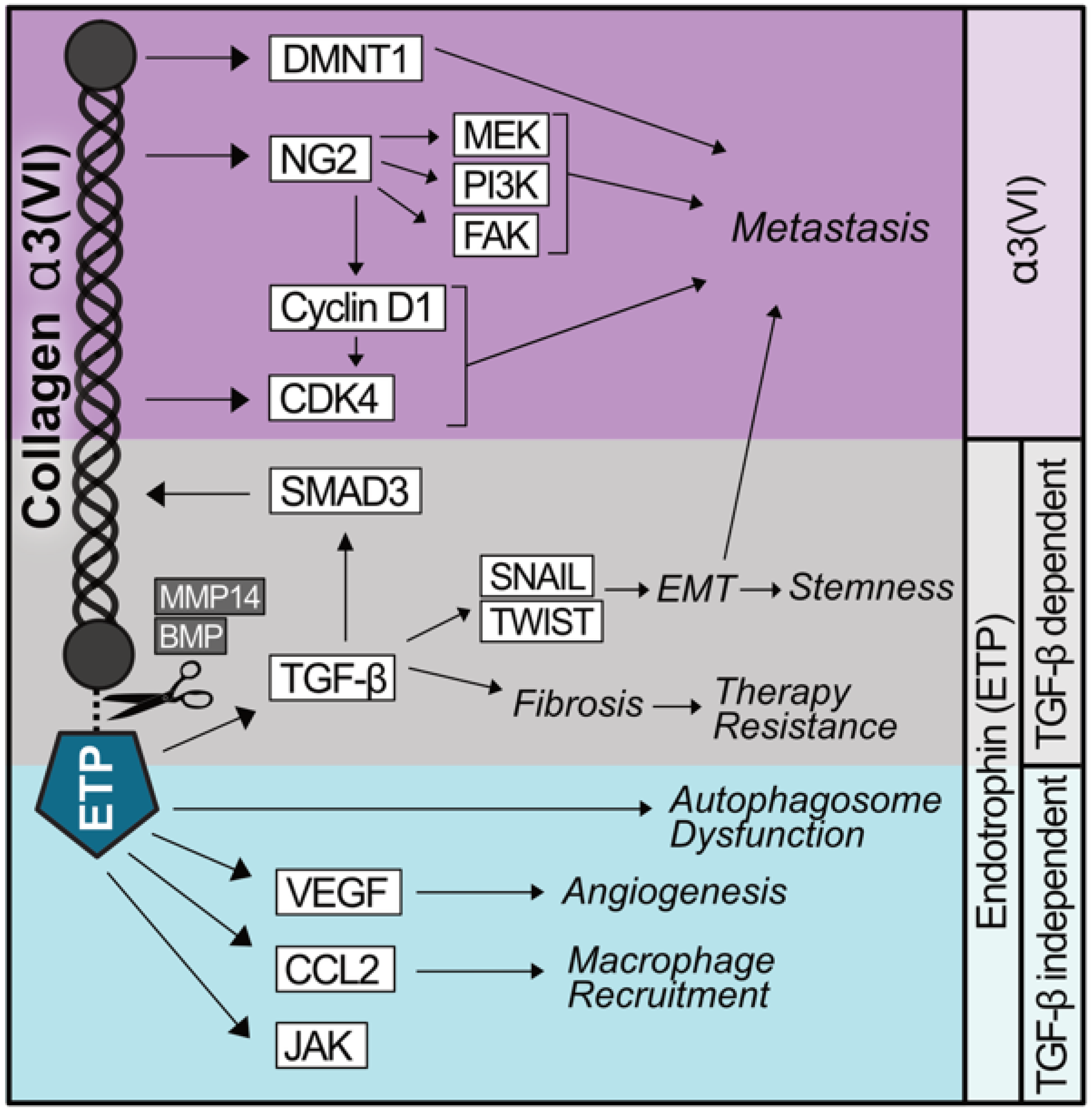 Cancers 17 03449 g001 Cancers 17 03449 g001