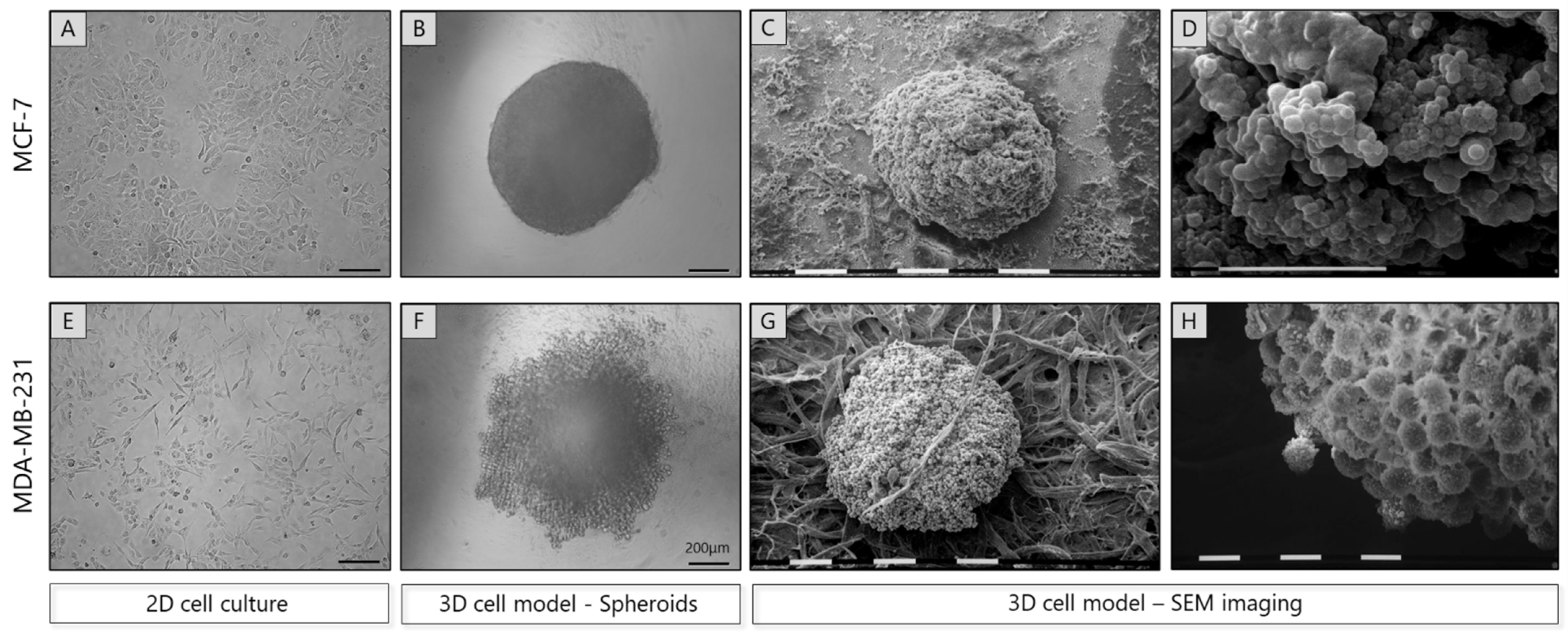 Cancers 17 03512 g001 Cancers 17 03512 g001