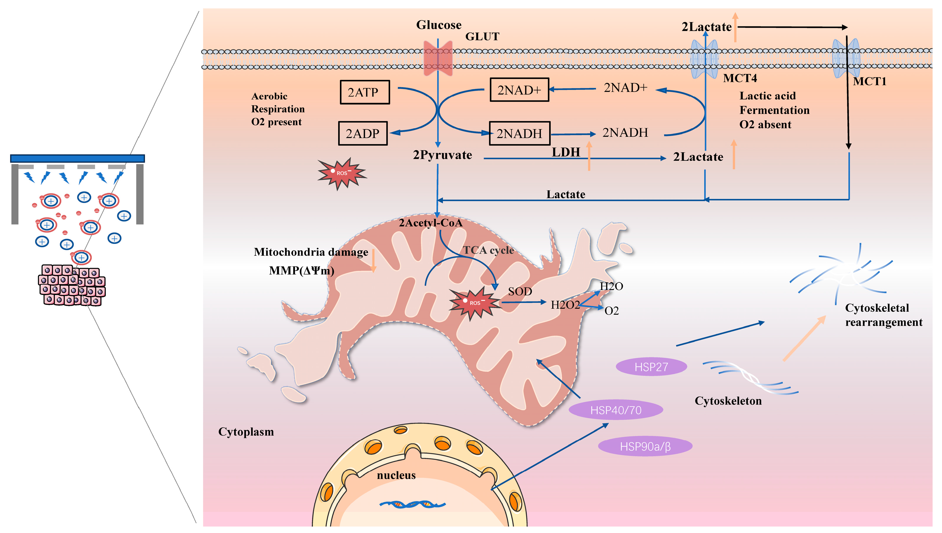 Cancers 17 03517 g011