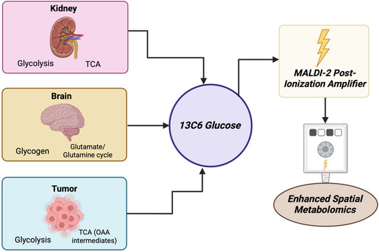 Cancers 17 03524 g027