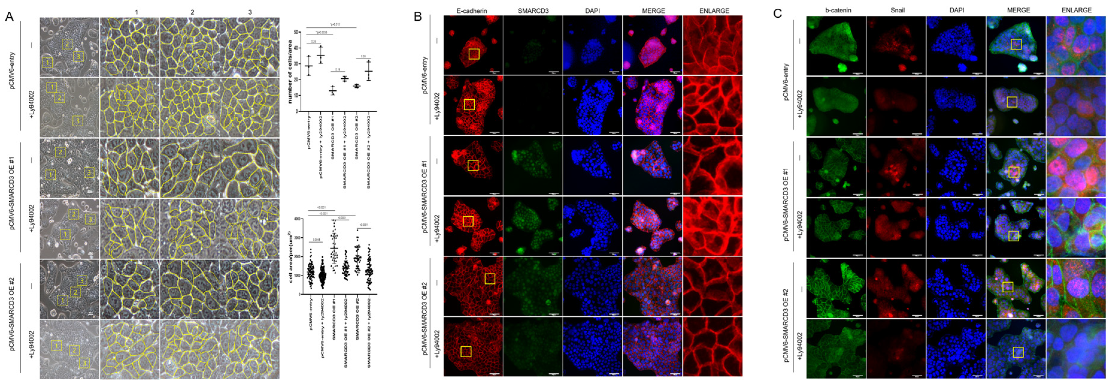 Cancers 17 03526 g004 Cancers 17 03526 g004