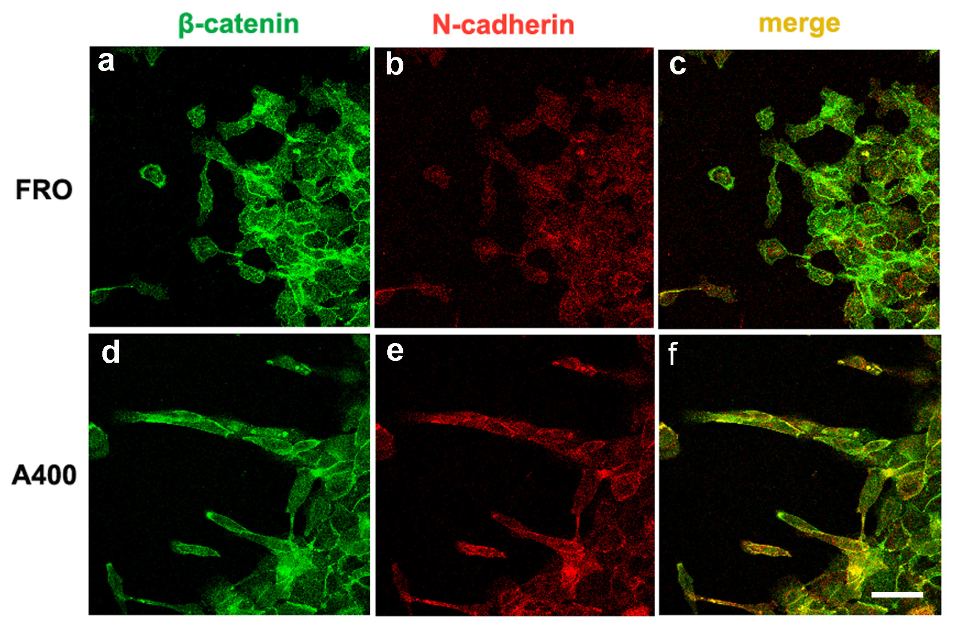 Cancers 17 03534 g006