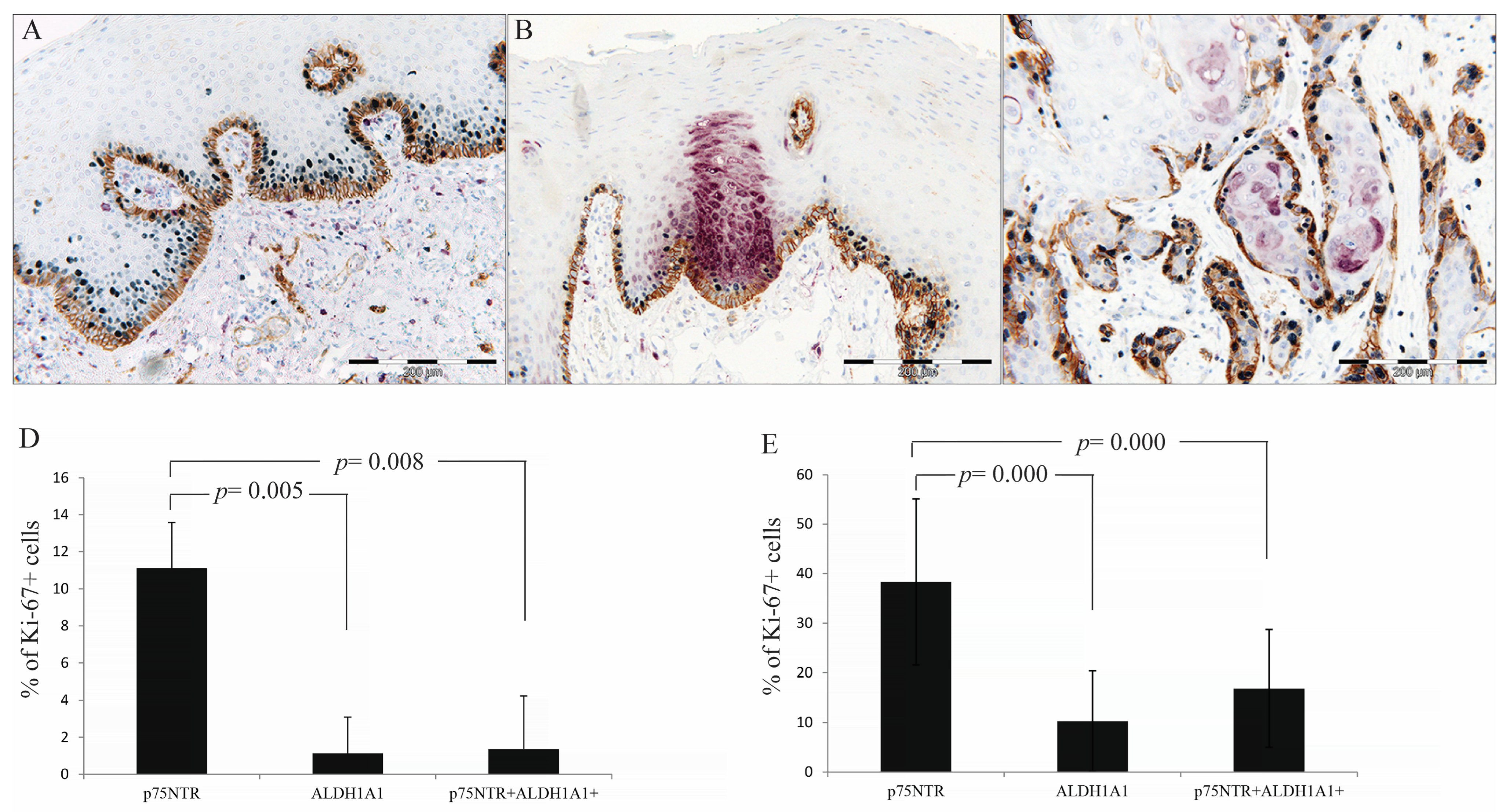 Cancers 17 03547 g005 Cancers 17 03547 g005