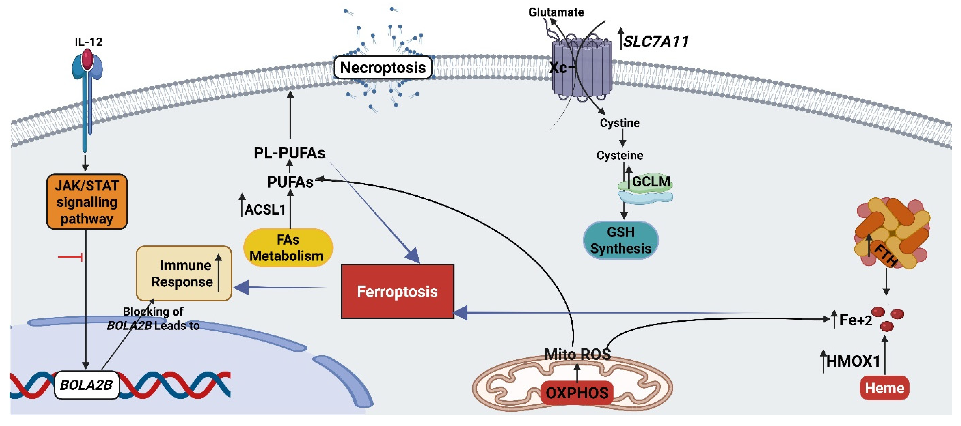 Cancers 17 03557 g006 Cancers 17 03557 g006