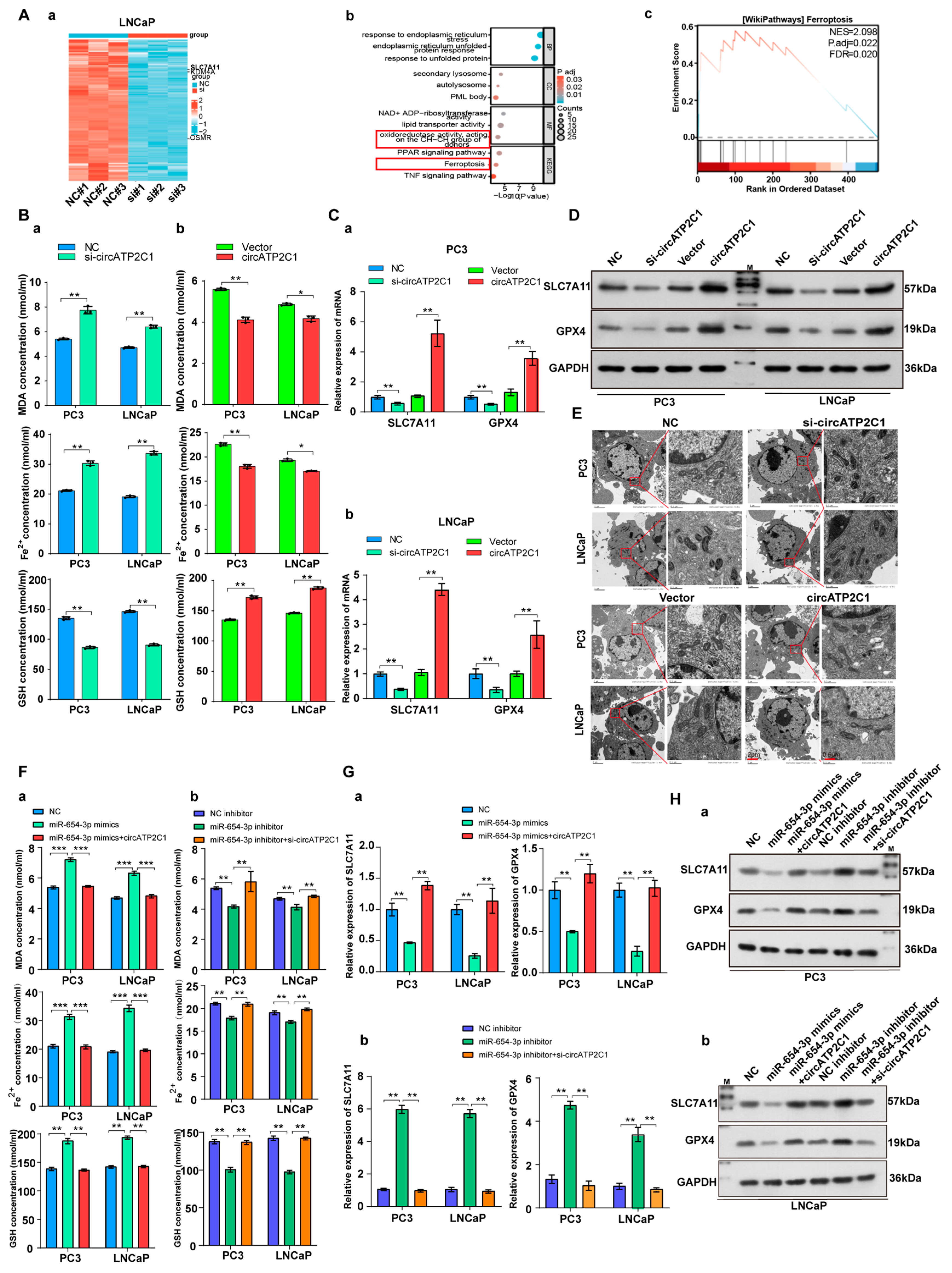 Cancers 17 03571 g005 Cancers 17 03571 g005