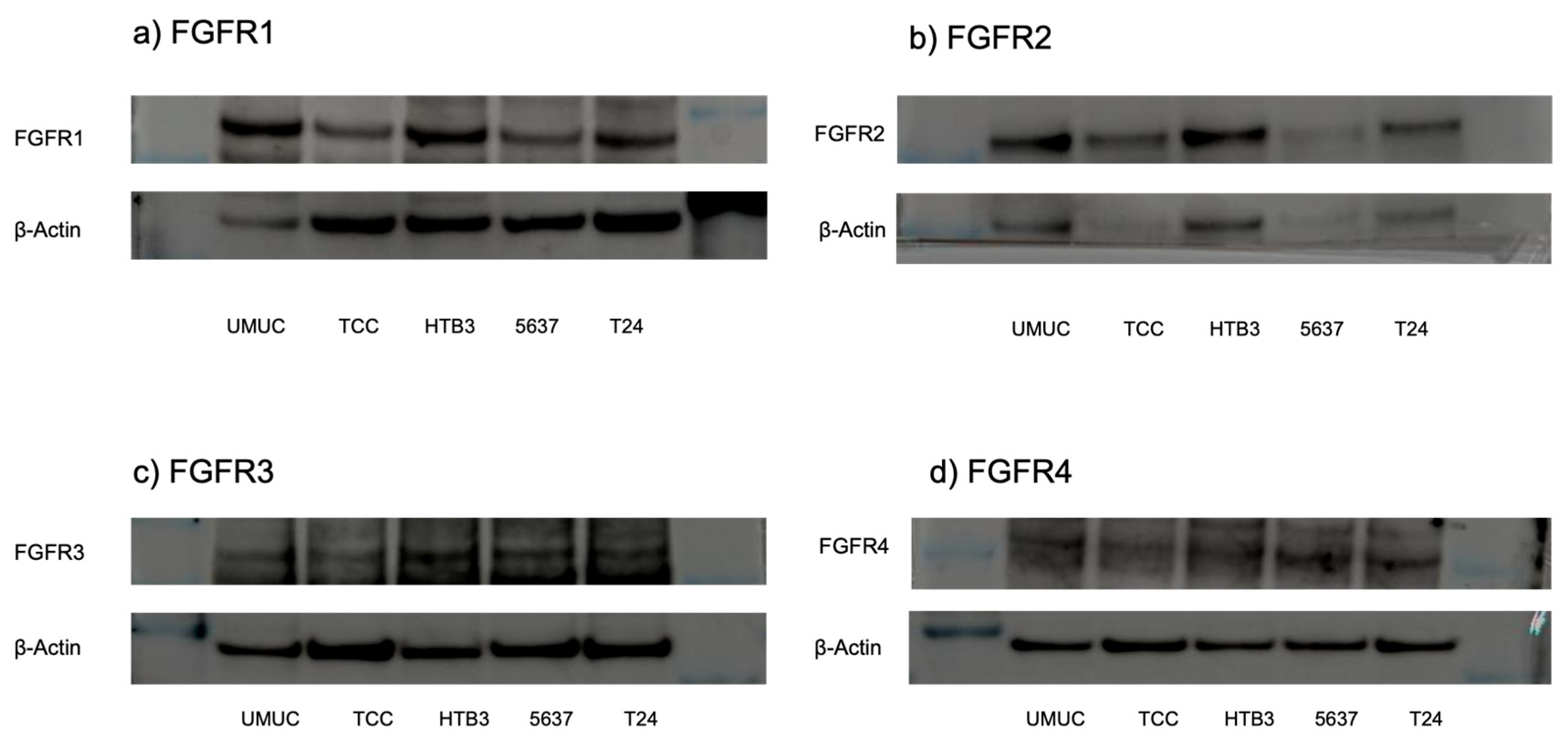 Cancers 17 03588 g002