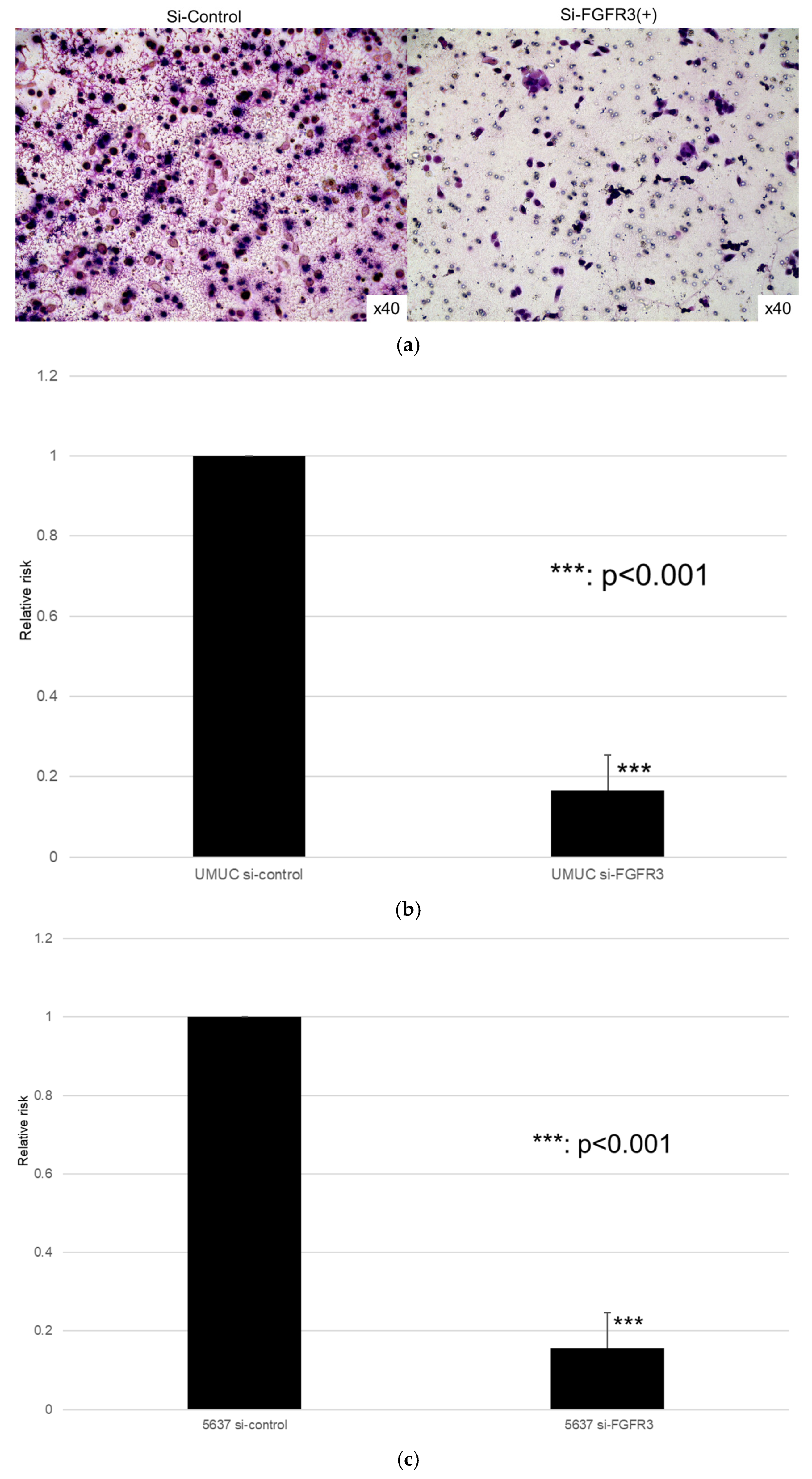 Cancers 17 03588 g010