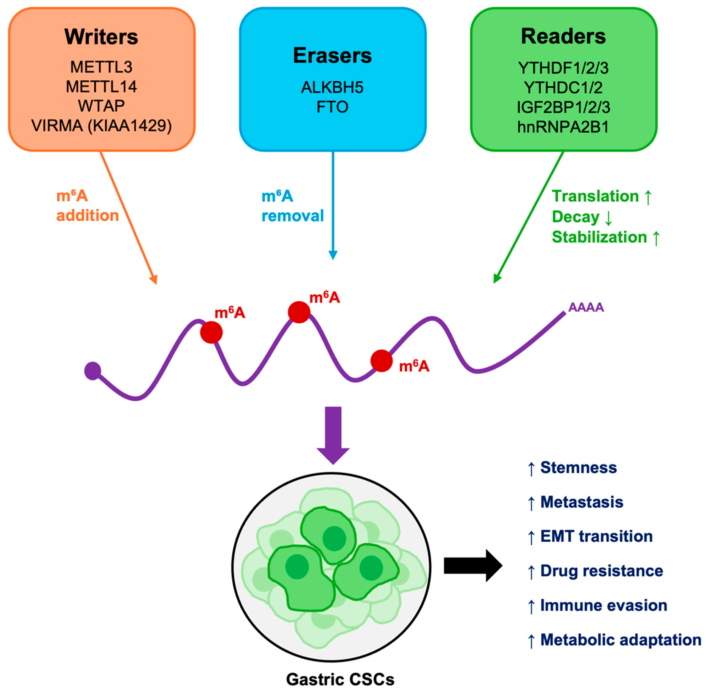 Cancers 17 03589 g002 Cancers 17 03589 g002