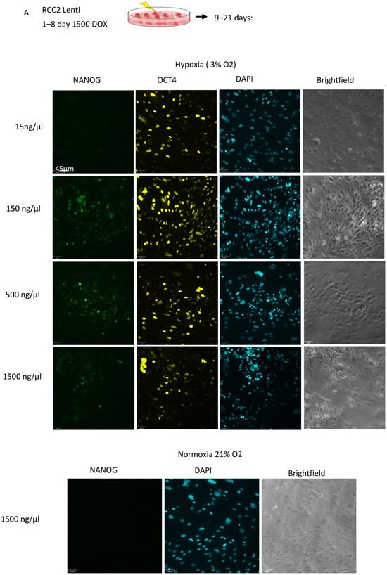 Cancers 17 03693 g001a