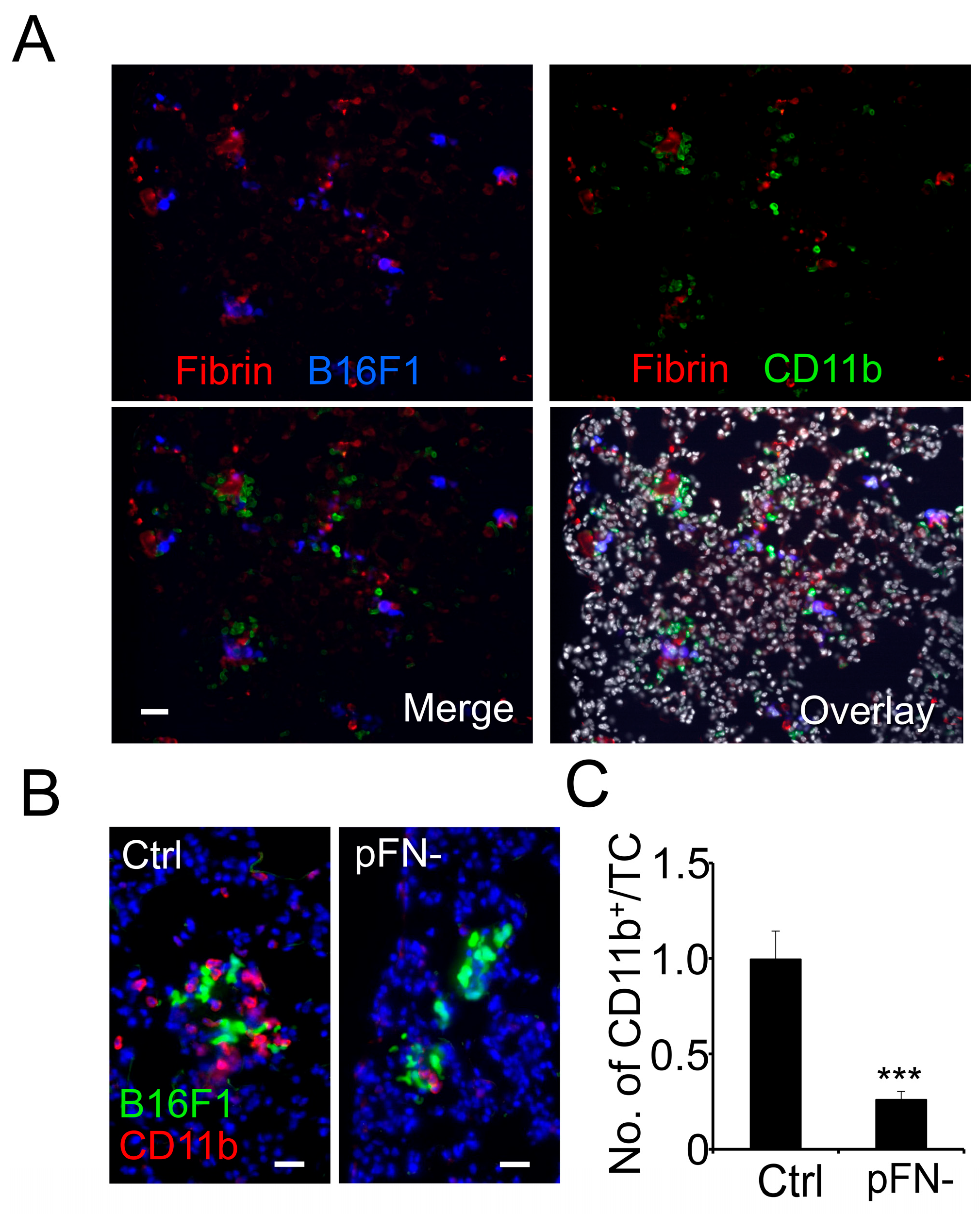 Cancers 17 03780 g001