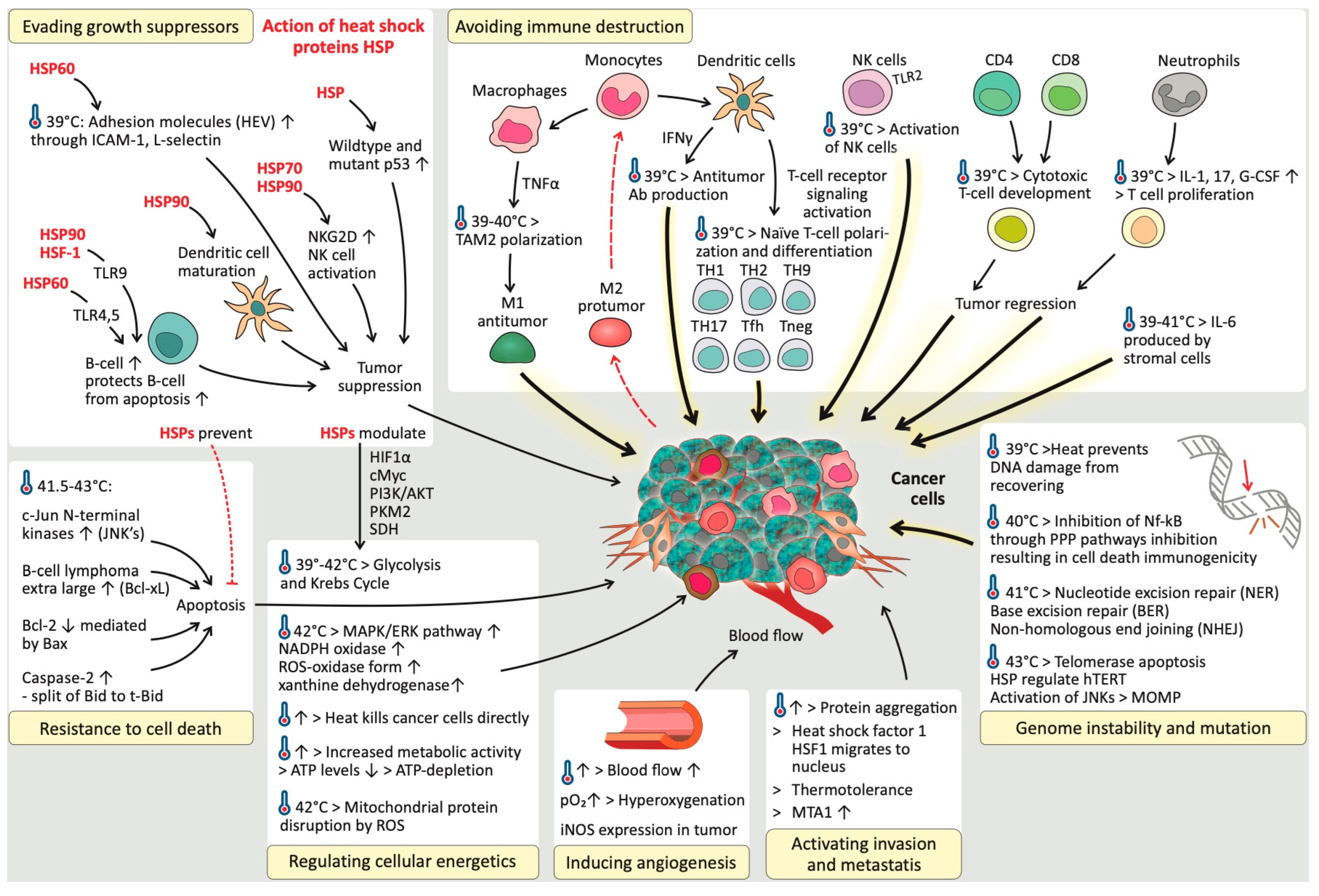 Cancers 17 03824 g003