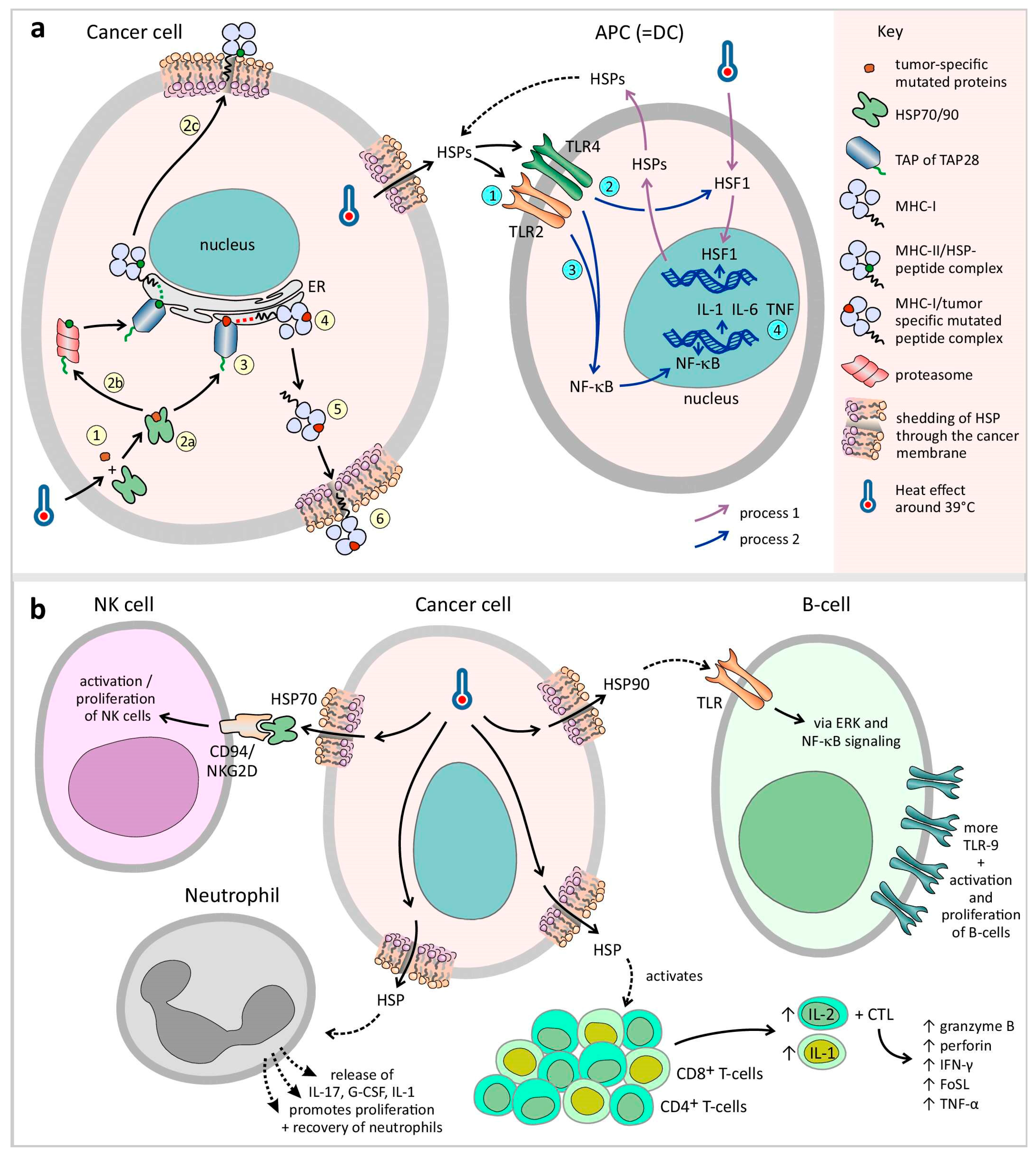 Cancers 17 03824 g004