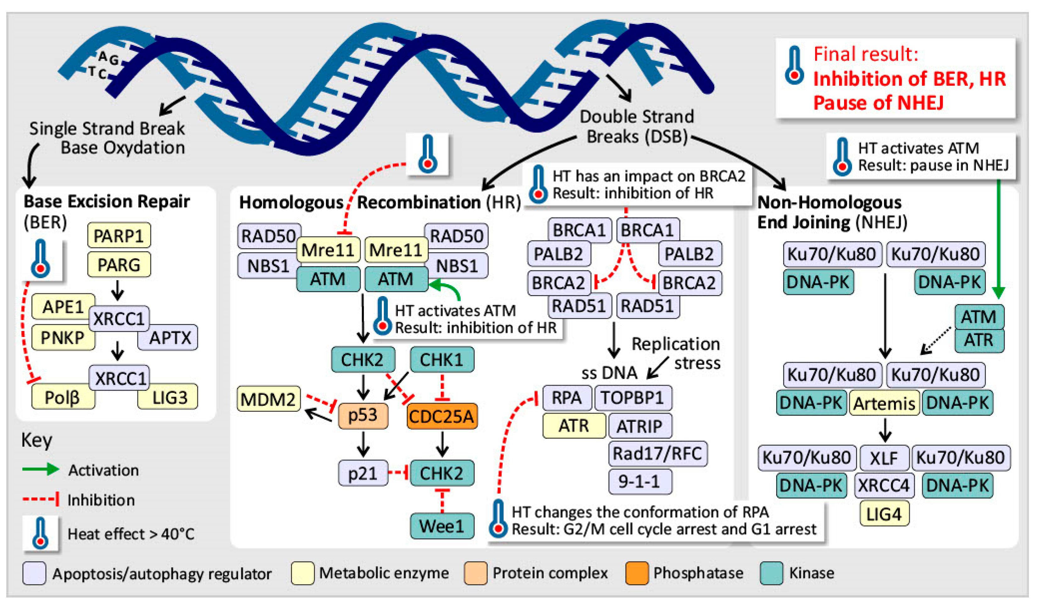 Cancers 17 03824 g005