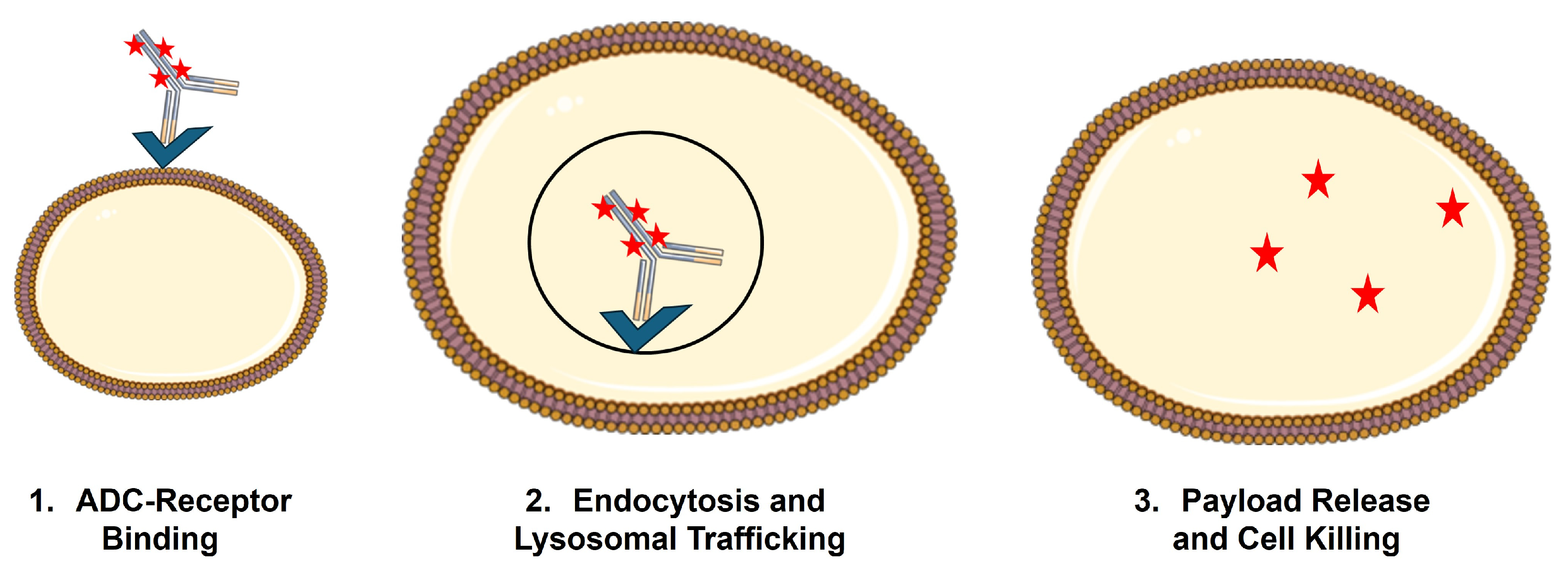 Cancers 18 00005 g002