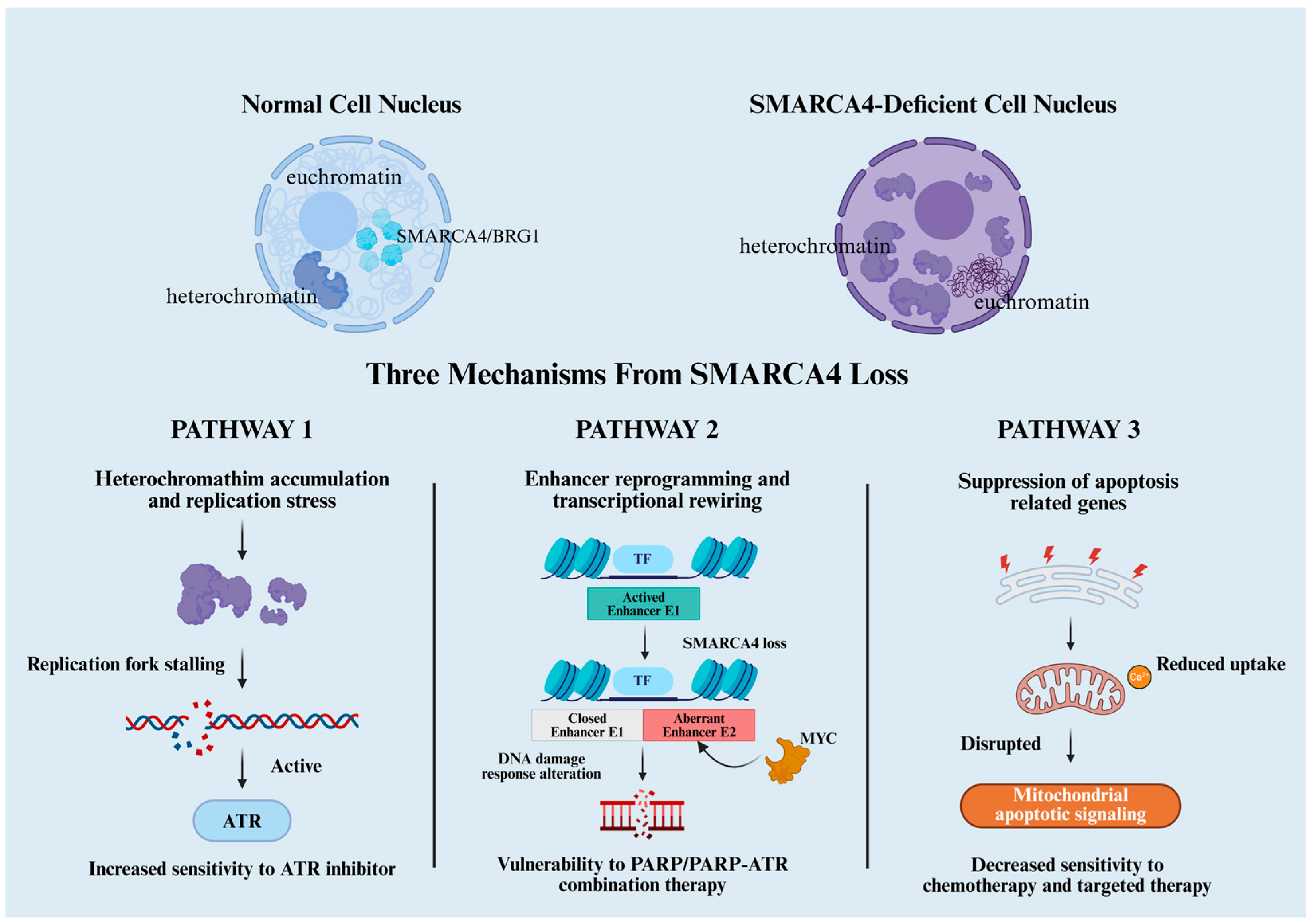 Cancers 18 00089 g004
