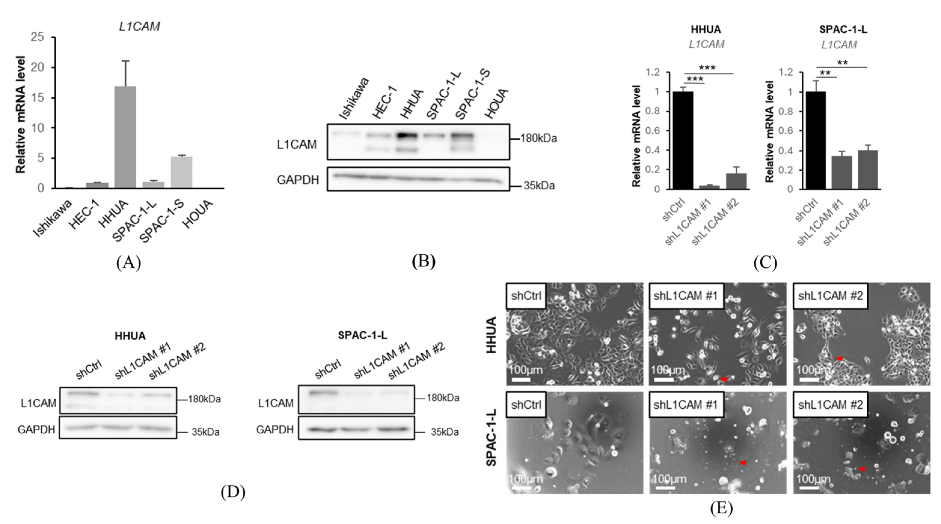 Cancers 18 00198 g001