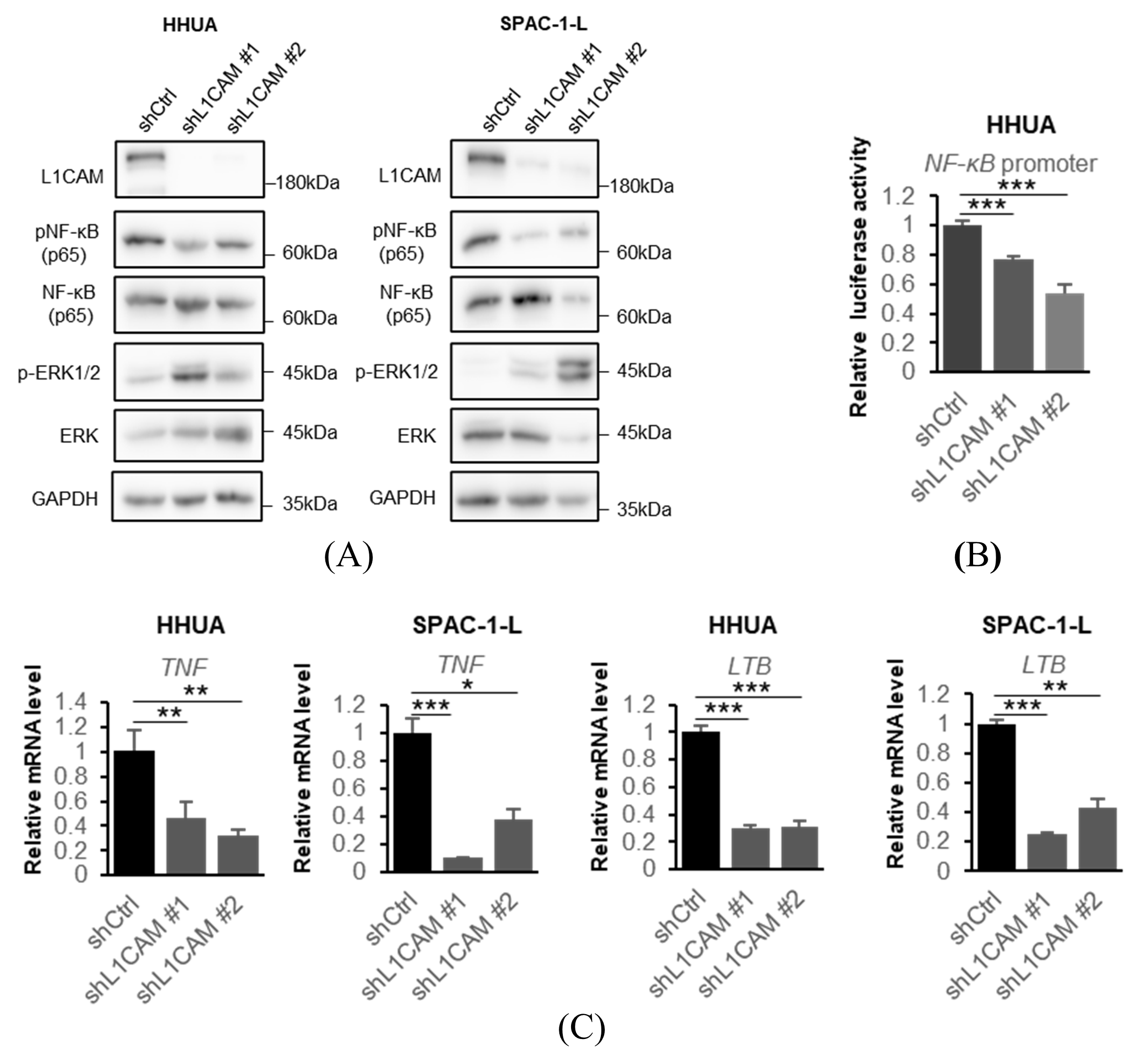 Cancers 18 00198 g004