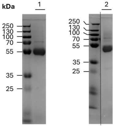 Cancers 18 00360 i001 Cancers 18 00360 i001