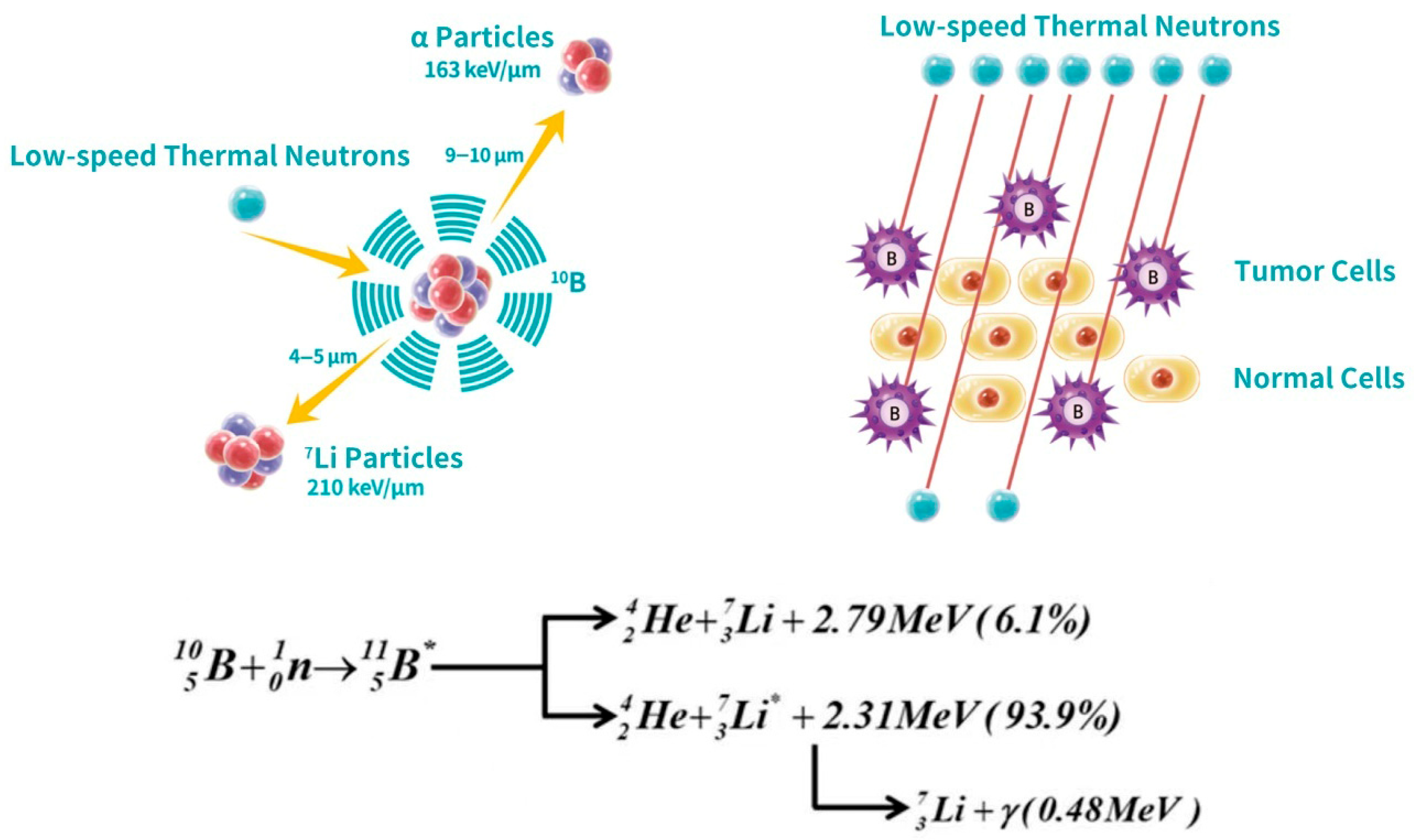 Cancers 18 00498 g001