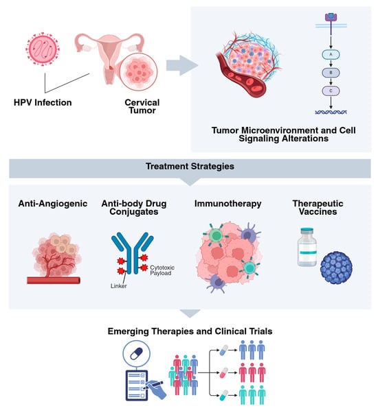 Molecular Targets of Cervical Cancer and Its Microenvironment: Advances ...